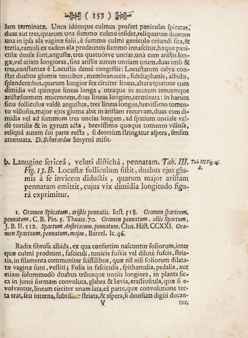 lam terminata. Unus idemque culmus profert paniculas (picatas, ; duas aut tres,quarum una fummo culmo infidet,reliquarum duarum | unainipfa ala vaginas folii, e fummo culmi geniculo oriundi teriia3ramuli ex eadem ala prodeuntis fummo innafcitur5h^que pani- Cillae denfae funt,angute, tres quatuorve uncias,una cum ariftislon- i g&,vel etiam longiores,fine ariflis autem unciam unam,duas imo & tres,conflantes e Lacullis dense congeftis; Locuftarum calyx coit» flat duabus glumis tenuibus, membranaceis 3 fubdiaphanis, albidisa fplendentibus,quarum longior fex circiter lineas,alteraquatuor cuna dimidia vel quinque lineas longa » utraque in acutum tenuemquc arifteformem mucronem,duas lineas longum,terminata: in harum finu folliculus valde anguibus, tres lineas longus,breviffimo tomen- to villofus,major ejus gluma abit inariilarn recurvam,duas cum di¬ midia vel ad fummum tres undas longam, ad fpatium unciale val¬ de tortilis 8c in gyrum acia , breviffimo quoque tomento villofa, reliqua autem fui parte redla , fi deorsum flringatur afpera»fenfim attenuata. D.Scherardw Smyrna mifit» b. Lanugine fericea 3 veluti difKcha ? pennatam, Tab.IlL TaUiw^: Fig. 13. B. Locufla? folliculum fiftit 3 duabus ejus glu« mis a fe invicem didudis 5 quarum major aridam pennatam emittit 3 cujus vix dimidia longitudo figu¬ ra exprimitur. 1. Gramen Spicatum, ariftispennatis. Infl.fi8. Gramen Jparteunt» pennatum, C. B. Pin. f. Theatr. 70. Gramen pennatum, aliis Spartum , J. B. II. fi2. Spartum Auftriacum,pennatum,Cius.Hifl,CCXXL Gra~ menSparteiM3pematum>majus, Barrel. 10,46. Radixfibrofa albida,ex quaconfertim nafcuntur foliorum,inter quae culmi prodeunt, fafciculi,tunicis fufcis vel dilute fufcis,flria- tis,in filamenta communiter fcifiilibus, quae nil nifi foliorum dilata¬ ta vaginae funt ,vefliti; Folia in fafciculis, fpithamalia, pedalia, aut etiam folummodo duabus tribusque undis longiora, in planta fic- ca in junci formam convoluta, glabra & laevia, cralliufcula,quae fi e- volvantur, lineam circiter unamlata,ea parte,quae convolutione tec¬ ta erat, feu interna? fubtilUy: flriata,& afpera,fi deorfum digiti ducam V tur,