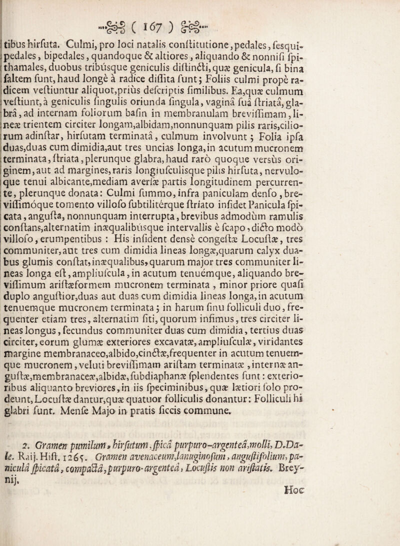 'tibushirfuta. Culmi,pro loci natalis conflitutione,pedales,fesquL i pedales, bipedales, quandoque & altiores, aliquando & nonni fi fpi« :thamales, duobus tribusque geniculis diffin£ti,quae genicula, fi bina faltem funt, haud longe a radice diffitafunt; Foliis culmi prope ra¬ dicem veftiuntur aliquot,prius defcriptis fimilibus. Ea,quae culmum ;vefHunt,a geniculis lingulis oriunda fingula, vagina fua flriata, gla¬ bra, ad internam foliorum bafm in membranulam breviffimam ,Ii- jneae trientem circiter longam,albidam,nonnunquam pilis raris,cilio¬ rum adinftar, hirfutam terminata, culmum involvunt; Folia ipfa duas,duas cum dimidia,aut tres uncias longa,in acutum mucronem Iterminata,ftriata,plerunque glabra,haud raro quoque versus ori- |ginem,aut ad margines,raris longiufculisquepilis hirfuta, nervulo- ique tenui albicante,mediam averfe partis longitudinem percurren- :te, plerunque donata: Culmi fummo,infra paniculam denfo , bre- viffimoque tomento villofo fubtiliterque ftriato infidet Panicula fpr- cata, angufta, nonnunquam interrupta, brevibus admodum ramulis conflans,alternatim inaequalibusque intervallis e fcapo, difto modo i villofo, erumpentibus : His infident dense congefbe Locute, tres : communiter,aut tres cum dimidia lineas long^quarum calyx dua¬ bus glumis conflat» inaequalibus»quarum major tres communiter li¬ neas longa efl,ampliufcula,in acutum tenuemque,aliquando bre- viffimum ariflaeformem mucronem terminata , minor priore quali duplo anguffior,dua$ aut duas cum dimidia lineas longa,in acutum tenuemque mucronem terminata y in harum finufolliculi duo, fre¬ quenter etiam tres, alternatim fiti,quorum infimus,tres circiter li¬ neas longus , fecundus communiter duas cum dimidia, tertius duas circiter,eorum glumae exteriores excavatae,ampliufate, viridantes margine membranaceo,albido,cinftae,frequenter in acutum tenuem¬ que mucronem, veluti breviffimam ariftam terminatae, internae an- gufe,mernbranaceae,albidae,fubdiaphan2e fplendentes funt: exterio¬ ribus aliquanto breviores,in iis fpeciminibus, quae laetiori folo pro¬ deunt, Locute dantur,quae quatuor folliculis donantur: Folliculi hi glabri funt, Menfe Majo in pratis ficcis commune. 2. Gramen pumilum* hirfutum ,$ica purpnro-argentea,molli, DJDa- le. Rai). Hift. I2&S- Gramen avenaceumJanuginofum,anguftifolium,pa¬ nicula Jpicatd, compaUd,purpuro- argentea, Locuftk non arifiatk. Brey- nij. Hoc