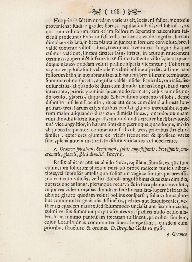 Hoc prioris falcem quadam varietas eft, locis, ni fallor, montofis proveniens: Radice gaudet fibrosa,capillata,albida,vel fubfufca,ex qua tum culmorum, tum etiam foliorum feparatim nafcentium faf- ciculi prodeunt; Folia in fafciculis nafcentia valde angufia,lineam dimidiam vix lata,in ficca planta in junceam formam convoluta,brevi valde tomento villofa, duas, tres quatuor ve uncias longa : Ea quas culmos vefliunt, lineam circiter lata, flriata, in acutum mucronem terminata,fuperne & inferne breviffimo tomento villofa,ita ut quan¬ doque glauco quodam veluti polline afperfa videantur ; Foliorum vagina vel pilofae funt vel eodem veluti polline afperfa?, ad internam foliorum bafin,in membranulam albicantem,breviffimam terminatae. Summo culmo fpicata, angufta valde infidet Panicula, uncialis» fes- quiuncialis, aliquando & duas cum dimidia uncias longa, haud raro interrupta» prioris graminis fpicse modo formata; cujus ramulis,nu¬ do oculo, glabris» aliquando & breviffimo tomento villofis , dense difpofitae infident Locute , duas aut duas cum dimidia lineas lon¬ gae, raro tres,harum calyx duabus conflat glumis inaequalibus,qua¬ rum major aliquando duas cum dimidia lineas, quandoque unam cum dimidia faltem longa eft, minor dimidia circiter linea brevior,& una vice anguftior, in harum finu duo plerunque,quandoque,imo in aliquibus frequenter,continentur folliculi tres, prioribus ftruftura fimiles , exteriores glumae ex viridi frequenter & fpadiceo variae funt,plena autem maturitate dilute viridantes aut albefcentes. 3* Gramen Jpicatum,Secalinum, foliis angujlijjimis, brevijjimis,mu« cronatis, glaucis ,$icd divulsa. Breynij. Radix albicans,aut ex albido fufca, capillata, fibrofa, ex qua tum culmi, tum foliorum plurium fafciculi prope radicem tunicis alben¬ tibus,vel fubfufcis amplis,qua? foliorum vaginae funt,iisque brevifli- mo tomento villofis, veftiti, foliola angufliflima duas cum dimidia, aut tres uncias longa, plerunque recurva,& in ficca planta convoluta, ut juncea videantur,alias dimidiam fere lineam lata»fuperne flriata,& ubique glauco quodam veluti polline confperfa; folia culmos,duo¬ bus communiter geniculis diflindfos, pedales,aut fesquipedales, ve- flientia ejusdem natura?,fed folummodo uncialia aut fesquiuncialia, culmi verfus fummum purpurafcentes aut fpadicei,nudo oculo gla¬ bri, hi in fummo paniculam fpicatam fuflinent, prioribus fimilem, cujus Locuto duas communiter lineas longa? funt , ejusdem cum prioribus ftrufturas & ordinis. D.Breynius Gedaao mifit. 4. Gramen