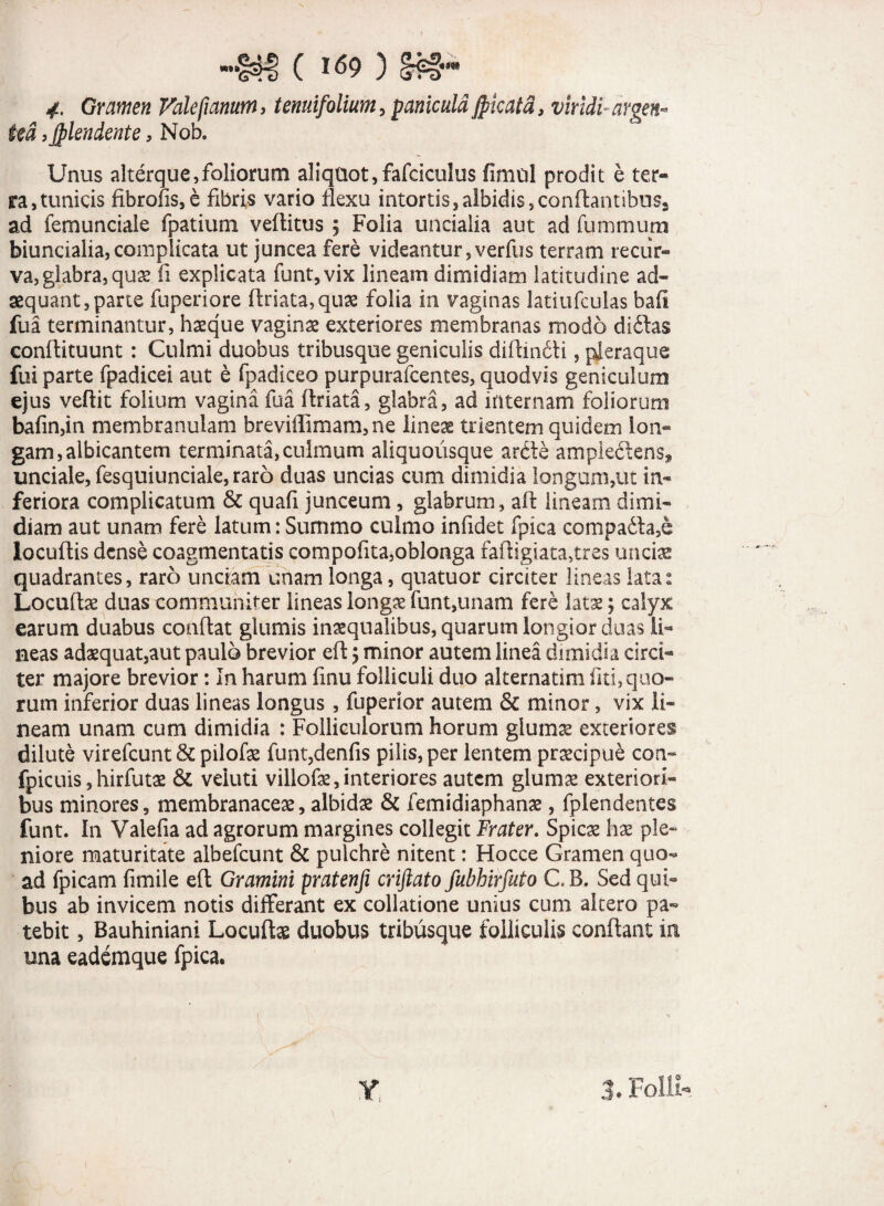 4. Gramen Valefianum, tenuifolium, paniculaJpicata, viridi-argen¬ tea ,jplendente > Nob. Unus alterquc, foliorum aliquot, fafciculus fimol prodit e ter¬ ra, tunicis fibrofis,e fibris vario flexu intortis,albidis,conftantibus* ad femunciale fpatium vefiitus 5 Folia uncialia aut ad fummum biuncialia,complicata ut juncea fere videantur,verfus terram recur¬ va, glabra, quas fi explicata funt,vix lineam dimidiam latitudine ad¬ aequant, parte fuperiore {friata, quas folia in vaginas latiufculas bafi fua terminantur, hasque vaginas exteriores membranas modo didas confiituunt : Culmi duobus tribusque geniculis diffindi, pjeraque fui parte fpadicei aut e fpadiceo purpurafcentes, quodvis geniculum ejus veffit folium vagina fua {friata, glabra, ad internam foliorum bafin,in membranulam breviffimam, ne lineae trientem quidem lon¬ gam, albicantem terminata, culmum aliquoiisque arde ampiedens* unciale, fesquiunciale, raro duas uncias cum dimidia longum,ut in¬ feriora complicatum & quafi junceum, glabrum, aif lineam dimi¬ diam aut unam fere latum: Summo culmo infidet fpica compada,e locufiis dense coagmentatis compofita,oblonga rafiigi.ata,tres uncias quadrantes, raro unciam unam longa, quatuor circiter lineas lata: Locuftas duas communiter lineas longas funt,unam fere latae; calyx earum duabus con{fat glumis inaequalibus, quarum longior duas li¬ neas adasquat,aut paulo brevior eft 5 minor autem linea dimidia circi¬ ter majore brevior: In harum finu folliculi duo alternatim fui, quo¬ rum inferior duas lineas longus, fuperior autem & minor, vix li¬ neam unam cum dimidia : Folliculorum horum glumas exteriores dilute virefeunt & pilofas funqdenfis pilis, per lentem praecipue con- fpicuis,hirfutas & veiuti villofe, interiores autem glumae exteriori¬ bus minores, membranaceas, albidas & femidiaphanae, fplendentes funt. In Valefia ad agrorum margines collegit Frater. Spicas has ple¬ niore maturitate albefeunt & pulchre nitent: Hocce Gramen quo¬ ad fpicam fimile eft Gramini pratenfi criftato fubhirfuto C.B. Sed qui¬ bus ab invicem notis differant ex collatione unius cum altero pa¬ tebit , Bauhiniani Locuftae duobus tribusque folliculis confiant in una eademque fpica.