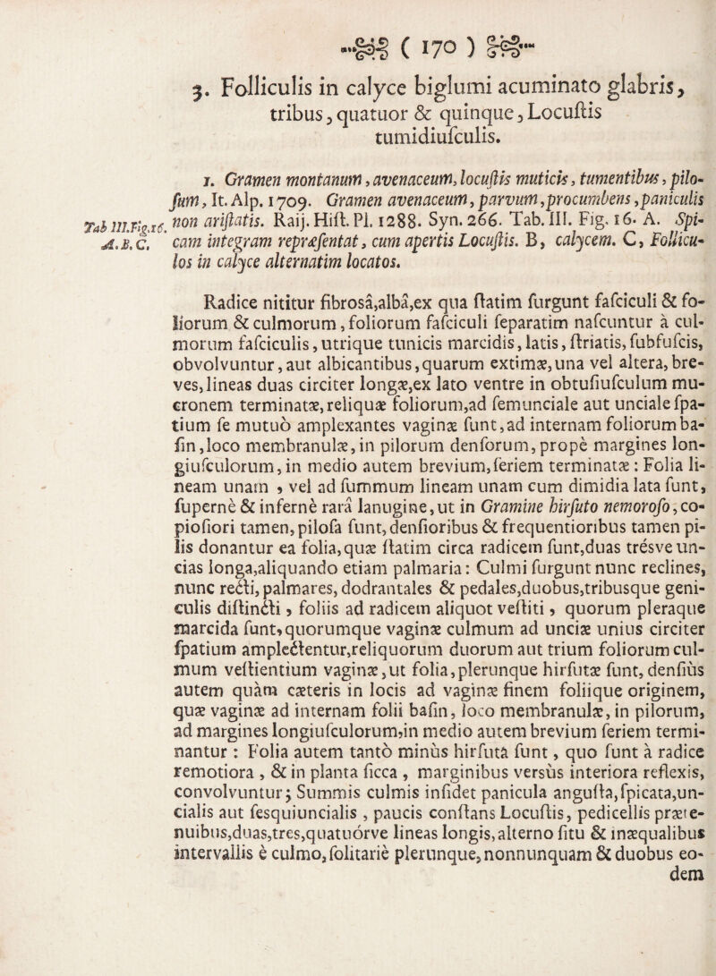 3. Folliculis in calyce biglumi acuminato glabris, tribus, quatuor & quinque, Locuftis tumidiufculis. j. Gramen montanum, avenaceum, locuftis muticis, tumentibus, pilo~ fmn, It. Alp. 1709. Gramen avenaceum, parvum,procumbens ,paniculis TahiiJ.Th.it. non aY'lfta^s- Raij. Hift. Pl. 1288- Syn. 266. Tab. IIL^Fig, 16. A. Spi- A.kc. integram reprtfentat, cum apertis Locuftis. B, calycem. C, Follicu¬ los in calyce alternatim locatos. Radice nititur fibrosa,alba,ex qna flatim furgunt fafciculi & fo¬ liorum & culmorum, foliorum fafciculi feparatim nafcuntur a cul¬ morum fafciculis,utrique tunicis marcidis,latis,ftriatis,fubfufcis, obvolvuntur,aut albicantibus,quarum extimae,una vel altera,bre¬ ves, lineas duas circiter longae,ex lato ventre in obtufiufculum mu¬ cronem terminatae, reliquae foliorum,ad femunciale aut unciale fpa- tiurn fe mutuo amplexantes vaginae funt,ad internam foliorumba- fm,loco membranulae,in pilorum deniorum,prope margines lon¬ gi ufculorum, in medio autem brevium,feriem terminatae: Folia li¬ neam unarn * vel ad fummum lineam unam cum dimidia lata funt, fuperne & inferne rara lanugine,ut in Gramine hirfuto nemorofo,co- piofiori tamen, pilofa funt,denfioribus &frequentionbus tamen pi¬ lis donantur ea folia,quae ilatim circa radicem funt,duas tresve un¬ cias longa,aliquando etiam palmaria: Culmi furgunt nunc reclines, nunc re?li, palmares, dodrantales & pedales,duobus,tribusque geni¬ culis diflindi > foliis ad radicem aliquot vefliti ? quorum pleraque marcida funt*quorumque vaginae culmum ad unciae unius circiter fpatium ampledentur,reliquorum duorum aut trium foliorum cul¬ mum veflientium vaginae,ut folia,plerunque hirfutae funt, denfius autem quam caeteris in locis ad vaginae finem foliique originem, quae vaginae ad internam folii bafin, loco membranulae, in pilorum, ad margines longiufcuiorum?in medio autem brevium feriem termi¬ nantur : Folia autem tanto minus hirfuta funt, quo funt a radice remotiora , & in planta ficca , marginibus versus interiora reflexis, convolvuntur; Summis culmis infidet panicula angu(b,fpicata,un¬ cialis aut fesquiuncialis , paucis conflans Locuflis, pedicellis praete- nuibus,duas,tres,quatuorve lineas longis,alterno fitu & inaequalibus intervallis e culmo, folitarie plerunque, nonnunquam& duobus eo-