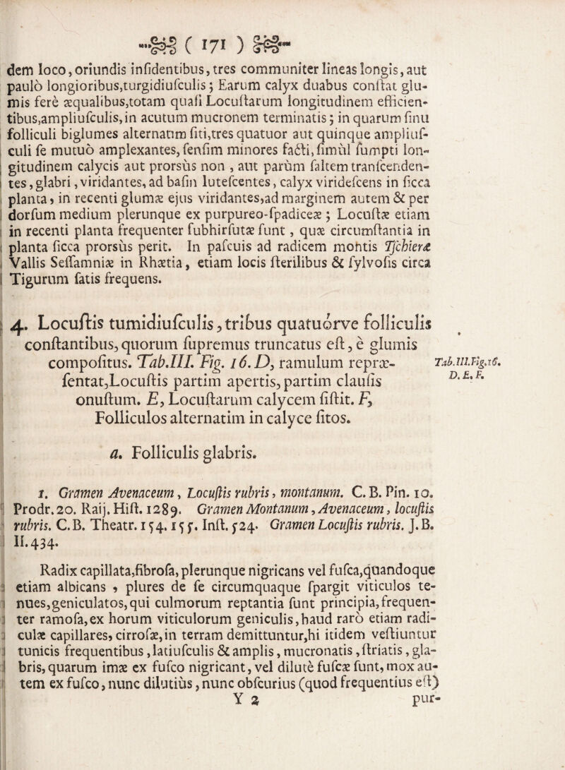 (170 dem loco, oriundis inficientibus, tres communiter lineas longis, aut paulo longioribus,turgidiufculis; Earum calyx duabus conflat glu¬ mis fere aequalibus,totam quafi Locuftarum longitudinem efficien¬ tibus, ampliufculis, in acutum mucronem terminatis j in quarum finu folliculi biglumes alternarim fiti,tres quatuor aut quinque ampliuf- culi fe mutuo amplexantes, fenfim minores fafti,fimul fumpti ion- ; gitudinem calycis aut prorsus non , aut parum faltem tranfcenden- i tes, glabri, viridantes, ad bafm lutefcentes, calyx viridefcens in ficca planta) in recenti glumae ejus viridantes,ad marginem autem & per ! dorfum medium plerunque ex purpureo-fpadiceae ; Locuftae etiam t in recenti planta frequenter fubhirfutae funt, quae circumflantia in i planta ficca prorsus perit. In pafcuis ad radicem montis Tfchierd Vallis Seffamniae in Rhaetia, etiam locis Herilibus & fyivofis circa I Tigurum fatis frequens. : 4. Locuftis tumidiufculis5tn^us quatuorve folliculis conflantibus, quorum fupremus truncatus eft3e glumis compofitus. Tab.IlL Fig. 16.D, ramulum reprac- Tab.mjig.v5. fentat3Locuftis partim apertis, partim claufis onuftum. £, Locuftarum calycem fiftit. Fy Folliculos alternatim in calyce litos* a. Folliculis glabris* 1. Gramen Avenaceum, Locuftis rubris, montanum. C. R. Pin. 10. Prodr. 20. Raij. Hift. 1289. Gramen Montanum, Avenaceum, locuftis rubris. C.B. Theatr. 154.15 f, Inft. f 24- Gramen Locuftis rubris. J. Ba II. 434. Radix capillata,fibrofa, plerunque nigricans vel fufca,quandoque ii etiam albicans , plures de fe circumquaque fpargit viticulos te- i nues,geniculatos, qui culmorum reptantia funt principia,frequen- I ter ramofa,ex horum viticulorum geniculis,haud raro etiam radi- 1 culae capillares, cirrofae, in terram demittuntur,hi itidem veftiuntur l tunicis frequentibus, iatiufculis & amplis, mucronatis, ftriatis, gla- I bris, quarum imae ex fufco nigricant, vel dilute fufcae funt, mox au¬ tem ex fufco, nunc dilutius, nunc obfcurius (quod frequentius eft) Y % pur-