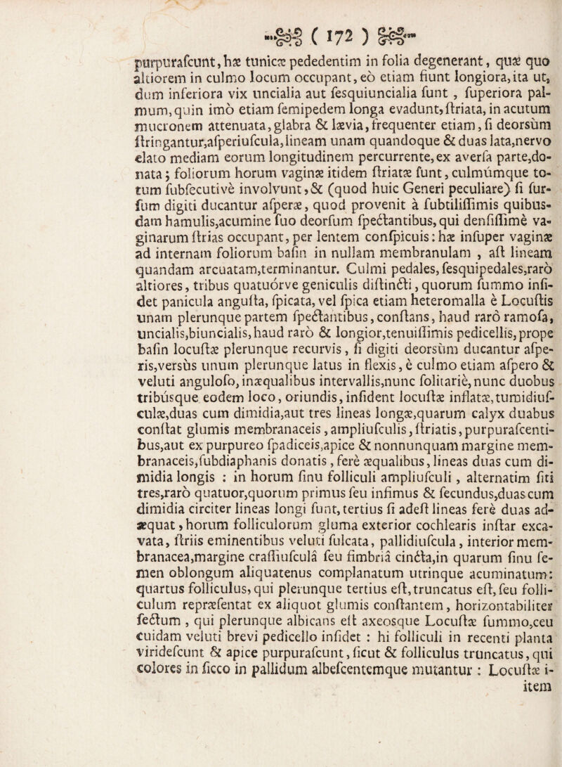 purpurafcunt,h% tunica pededentim in folia degenerant, qti£ quo altiorem in culmo locum occupant, eo etiam fiunt longiora,ita uts dum inferiora vix uncialia aut fesquiuncialia funt , fuperiora pal¬ mum, quin imo etiam femipedem longa evadunt? firiata, in acutum mucronem attenuata,glabra & laevia,frequenter etiam,fi deorsum llringantur,afperiufcula, lineam unam quandoque & duas lata,nervo elato mediam eorum longitudinem percurrente, ex averfa parte,do¬ nata y foliorum horum vaginae itidem flriatae funt, culmumque to¬ tum fubfecutive involvunt ?& (quod huic Generi peculiare) fi fur- fum digiti ducantur afperae, quod provenit a fubtiliflimis quibus¬ dam hamulis,acumine fuo deorfum fpe&antibus, qui denfiffime va¬ ginarum (trias occupant, per lentem confpicuis:hae infuper vaginae ad internam foliorum bafin in nullam membranulam , a(t lineam quandam arcuatam,terminantur. Culmi pedales, fesquipedaies,raro altiores, tribus quatuorve geniculis difiin6li, quorum fummo infi- det panicula angufia, fpicata, vel fpica etiam heteromalla e Locutiis unam plerunquepartem fpe<fiantibus,confians, haud raro ramofa, uncialis,biuncialis,haud raro & longior,tenuifiimis pedicellis, prope bafin locufise plerunque recurvis, fi digiti deorsum ducantur afpe- ris,versus unum plerunque latus in flexis, e culmo etiam afpero & veluti angulofo, inaequalibus intervallis,nunc folitarie,nunc duobus tribusque eodem loco, oriundis, infident locufiae inflatae,tumidiuf- cnke,duas cum dimidia,aut tres lineas longae,quarurn calyx duabus confiat glumis membranaceis ,ampliufculis, firiatis, purpurafeenti- bus,aut ex purpureo fpadiceis,apice & nonnunquam margine mem- branaceis,fubdiaphanis donatis, fere aequalibus,lineas duas cum di- Sliidia longis : in horum fmu folliculi ampliufculi , alternatim fiti tres^aro quatuor,quorum primus feu infimus & fecundus,duas cum dimidia circiter lineas longi funt, tertius fi adefi lineas fere duas ad¬ aequat? horum folliculorum gluma exterior cochlearis inftar exca¬ vata, firiis eminentibus veluti fulcata, pallidiufcula, interior mem¬ branacea,margine crafliufcula feu fimbria cindla,in quarum fmu fe¬ men oblongum aliquatenus complanatum utrinque acuminatum: quartus folliculus, qui plerunque tertius eft, truncatus efi,feu folli¬ culum repraefentat ex aliquot glumis conflantem, horizontabiliter fe6lum , qui plerunque albicans efi axeosque Locufiae fummo,ceu cuidam veluti brevi pedicello infidet : hi folliculi in recenti planta viridefeunt & apice purpurafeunt,ficut & folliculus truncatus, qui colores in ficco in pallidum albefeentemque mutantur: Locuto i- item