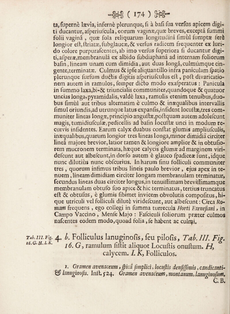 ( *74 ) ta,fuperne laevia, inferne plerunque, fi a bafifua verfas apicetn digi¬ ti ducantur, afperiufcula, eorum vaginae,qux breves, excepta fummi folii vagina , quae fola reliquarum longitudini fimul fumptae fer£ longior eft, llriatoe, fubglaucae, & verfus radicem frequenter ex luri¬ do colore purpurafcentes,ab imo verfus fuperiora fi ducantur digi¬ ti, afperae,membranula ex albido fubaiaphana ad internam foliorum bafm, lineam unam cum dimidia,aut duas longa,culmumque cin¬ gente,terminatas. Culmus & ipfe aliquantillo infra paniculam fpatio plerunque furfum duitis digitis afperiufculus eft, poft divaricatio- nem autem in ramulos, fernper didlo modo exafperatus : Panicula in fummo laxa,bi-& triuncialis communiter,quandoque & quatuor uncias longa,pyramidalis, valde laxa, ramulis etenim tenuibus,duo¬ bus fimul aut tribus alternatim e culmo & inaequalibus intervallis fimul oriundis,ad utrunque latus expanfis,infident locuftae,tres com¬ muniter lineas longas, principio anguftae,poftquam autem adolefcunt magis, tumidiufculae,pedicellis ad bafin locuitae unci in modum re¬ curvis infidentes. Earum calyx duabus conftat glumis ampliufculis, inaequalibus,quarum longior tres lineas longa,minor dimidia circiter linea majore brevior, latior tamen & longiore amplior & in obtufio- rem mucronem terminata, haeque calycis glumae ad marginem viri- defcunt aut albefcunt,in dorfo autem e glauco fpadiceae funt,idque nunc dilutius nunc obfcurius. In harum finu folliculi communiter tres, quorum infimus tribus lineis paulo brevior , ejus apex in te¬ nuem, lineam dimidiam circiter longam membranulam terminatur, fecundus lineas duas circiter longus,in tenuillimam brevillimamque membranulam obtufo fuo apice & hic terminatus, tertius truncatus eft & obtufus, e glumis fibimet invicem obvolutis compofitus,hi- que utriculi vel folliculi dilute viridefcunt, aut albefcunt: Circa Ro¬ mam frequens , ego collegi in fumma turrecula Horti Farnefiani, in Campo Vaccino , Menfe Majo : Fafciculi foliorum praeter culmos nafcentes eodem modo,quoad folia ,fe habent ac culnji. T*b.m.r,g. 4, b. Folliculus lanuginofis, feu pilofis, Tab. III. Fig. is. g. h. i.k. j 6' Q} ramulum fiftit aliquot Locuftis onuftum. H, calycem. I. K, Folliculos. 1. Gramen avenaceum, jpica fimplici, locuftis denfijfimis, candicanti- & lanuginofis. Init, f24. Gramen avenaceum,montanum,lanuginofum, C. Bi
