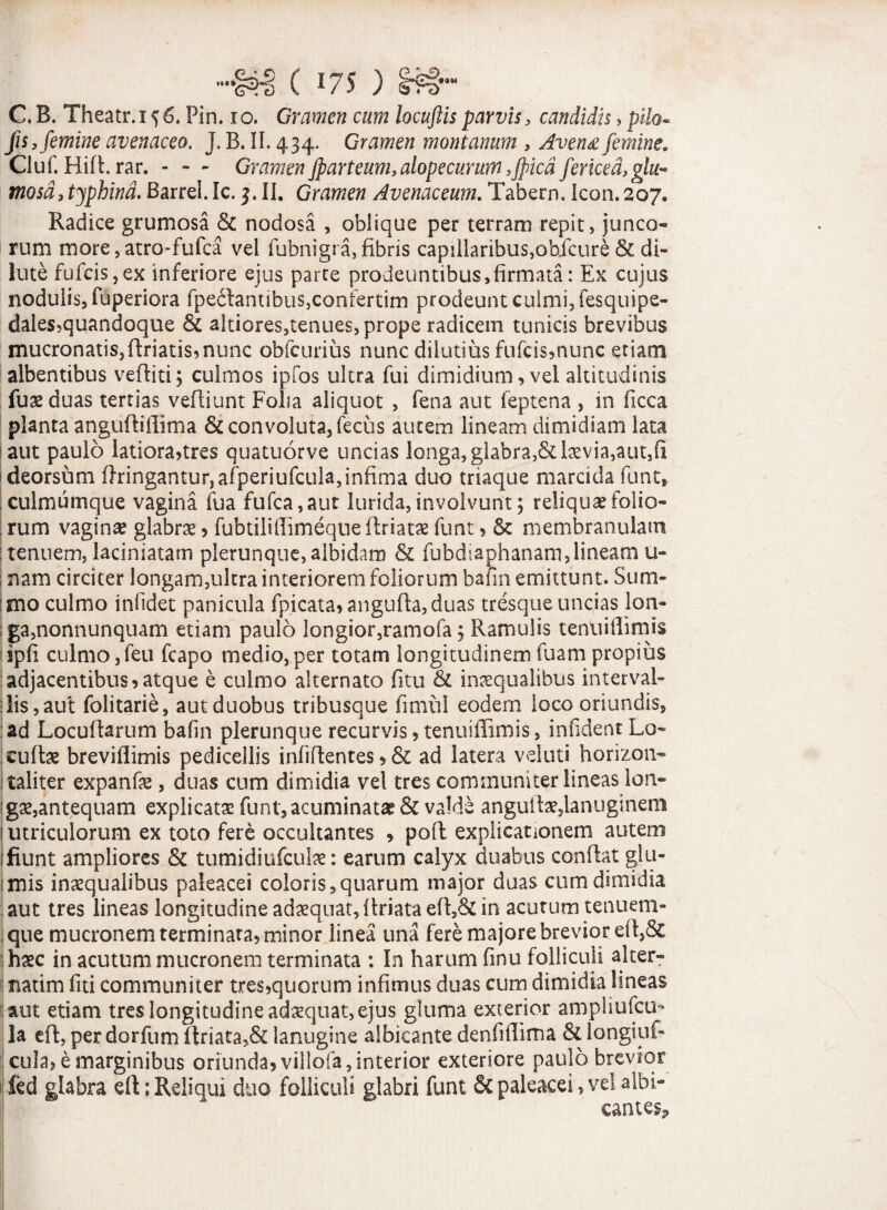 C. B. Theatr.i ^6. Pin. io. Gramen cum locuftis parvis, candidis > pih~ Jis, femine avenaceo. J. B. II. 434. Gramen montanum , Aven£ femine. Cluf. Hifl. rar. - - - Gramen jparteum,alopecurum ,Jpicd fericed, glu~ mosd,typhind. Barrel. Ic. 3. II. Gramen Avenaceum. Tabern. Icon. 207. Radice grumosa & nodosa , oblique per terram repit, junco¬ rum more, atro-fufea vel fubnigra, fibris capillaribus,obfcure & di¬ lute fufcis,ex inferiore ejus parte prodeuntibus,firmata: Ex cujus nodulis, fuperiora fpeclantibus,confertim prodeunt culmi, fesquipe- dales,quandoque & altiores,tenues, prope radicem tunicis brevibus mucronatis,ffriatis, nunc obfcurius nunc dilutius fufeis,nunc etiam albentibus veffiti; culmos ipfos ultra fui dimidium,vel altitudinis fuae duas tertias vefliunt Folia aliquot , fena aut feptena , in ficca planta anguffifiima & convoluta, fecus autem lineam dimidiam lata aut paulo latiora,tres quatuorve uncias longa, glabra,& laevia,aut,(i deorsum ftringantur,afperiufcula,infima duo triaque marcida funt, culmumque vagina fua fufca,aut lurida,involvunt; reliquaefolio- , rum vagina glabrae, fubtiliffimeque flriatae funt, & membranulam tenuem, laciniatam plerunquc, albidam & fubdiaphanam,lineam u- ; nam circiter longam,ultra interiorem foliorum bafin emittunt. Sum¬ mo culmo infidet panicula fpicata, angufta,duas tresque uncias lon¬ ga,nonnunquam etiam paulo longior,ramofa; Ramulis tenuillimis 1 spfi culmo,feu fcapo medio,per totam longitudinemfuampropius adjacentibus,atque e culmo alternato fitu & inaequalibus interval¬ lis,aut folitarie, autduobus tribusque firntil eodem loco oriundis, ad Locuftarum bafin plerunque recurvis, tenuiffimis, infident Lo¬ cute breviflimis pedicellis infiflentes > & ad latera vduti horizon- taliter expanfe, duas cum dimidia vel tres communiter lineas lon- gae,antequam explicatae funt, acuminatae & valde angute,lanuginem 1 utriculorum ex toto fere occultantes , poli explicationem autem (fiunt ampliores & tumidiufote: earum calyx duabus conflat gtu- imis inaequalibus paleacei coloris,quarum major duas cum dimidia aut tres lineas longitudine adaequat, (friata eft,& in acutum tenuem- | que mucronem terminata, minor linea una fere majore brevior eft,& haec in acutum mucronem terminata : In harum fmu folliculi alter- natim fui communiter tres,quorum infimus duas cum dimidia lineas aut etiam tres longitudine adaequat, ejus gluma exterior ampliufcu- la cfl, per dorfum flriata,& lanugine albicante denfifiima & longiuf- cula, e marginibus oriunda, villofa, interior exteriore paulo brevior led glabra e(t; Reliqui duo folliculi glabri funt & paleacei, vel albi¬ cantes.