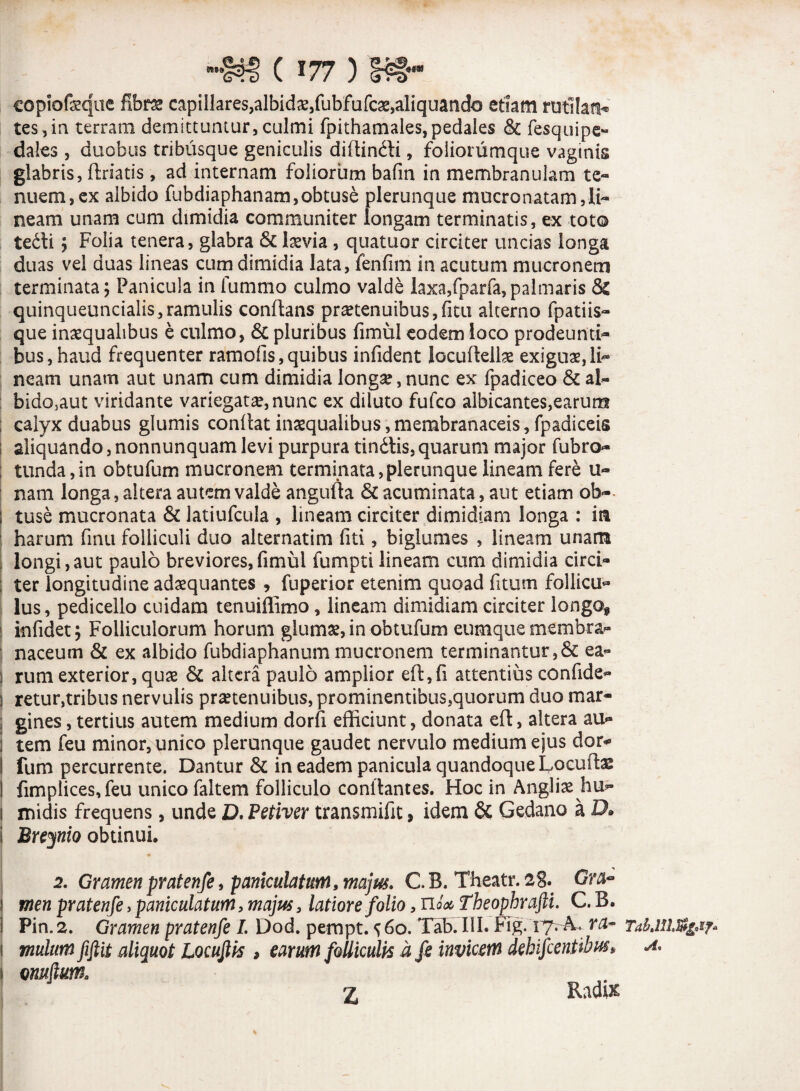 copiofeque fibra capillares,albidas/ubfafcse,aliquando etiam rutilari* tes,in terram demittuntur, culmi fpithamales,pedales & fesquipc- daks , duobus tribusque geniculis diflin&i, foliorumque vaginis glabris, ftriatis, ad internam foliorum bafin in membranulam te¬ nuem, ex albido fubdiaphanam,obtuse plerunque mucronatam,li¬ neam unam cum dimidia communiter longam terminatis, ex tot© tedi ; Folia tenera, glabra & laevia , quatuor circiter uncias longa duas vel duas lineas cum dimidia lata, fenfim in acutum mucronem terminata; Panicula in fummo culmo valde laxa,fparfa,palmaris & quinqueuncialis, ramulis conflans praetenuibus,fitu alterno fpatiis- que inaequalibus e culmo, & pluribus fimul eodem loco prodeunti¬ bus, haud frequenter ramofls, quibus infident iocuflella? exiguae, li¬ neam unam aut unam cum dimidia longa?, nunc ex fpadiceo & ah- bido3aut viridante variegata?, nunc ex diluto fufco albicantes,earum calyx duabus glumis conflat inaequalibus,membranaceis, fpadiceis aliquando,nonnunquamlevi purpura tin&is,quarum major fubro- ; tunda,in obtufum mucronem terminata,plerunque lineam fere ti¬ nam longa, altera autem valde angufta & acuminata, aut etiam ob-- j tuse mucronata & Jatiufcula , lineam circiter dimidiam longa : ia harum finu folliculi duo alternatim fiti, biglumes , lineam unam longi,aut paulo breviores,fimul fumpti lineam cum dimidia circi- ; ter longitudine adaequantes , fuperior etenim quoad fitum follicu¬ lus, pedicello cuidam tenuiffimo, lineam dimidiam circiter longo* | infidet; Folliculorum horum glumae, in obtufum eumque membra¬ naceum & ex albido fubdiaphanum mucronem terminantur,& ea- : rum exterior, quae & altera paulo amplior eft,fi attentius confide- I retur,tribus nervulis praetenuibus, prominentibus,quorum duo mar- ] gines, tertius autem medium dorfi efficiunt, donata eft, altera au- i tem feu minor,unico plerunque gaudet nervulo medium ejus dor* ! fum percurrente. Dantur & in eadem panicula quandoque Locufte I fimplices,feu unico faltem folliculo conflantes. Hoc in Angliae hu^ 1 midis frequens, unde D. Petiver transmifit, idem & Gedano a D» I Brejnio obtinui. 2. Gramen pratenfe, paniculatum, majus. C. B. Theatr. 28- Gra- ! men pratenfe, paniculatum, majus, latiore folio, TiU Theophrafti. C. B. Pin. 2. Gramen pratenfe I. Dod. pempt. ^ 60. Xab. III. FTg. ly. A. ra¬ mulum fifta aliquot Locuftis , earum folliculis a fe invicem dehifcentibus» oniiflum, 2 Radix TabAUM&if» A.