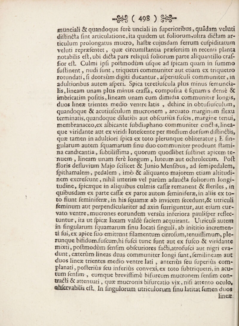 • /' / ( 498 ) !£§■• anunciali & quandoque fere unciali in fuperioribus, quadam veluti diftinfta fint articulatione,ita quidem ut foiiorum>ultra di&am ar¬ ticulum prolongatus mucro, halfoe cujusdam ferrum cufpiditatum veluti repraefentet, quas circumdantia praefertim in recenti planta notabilis e(l,ubi didia pars reliqua foliorum parte aliquantillo craf- fior ed. Culmi ipfi podmodum ufque ad (picam quam in fummo fudinent, nudi funt, triquetri communiter aut etiam ex triquetro rotundati, fi deorsum digiti ducantur, afperiufculi communiter, in adultioribus autem afperi. Spica teretiulcula plus minus femuncia- lis,lineam unam plus minus craffa, compofita e fquatms dense & imbricarim pofitis,lineam unam cum dimidia communiter longis, duos lineae trientes medio ventre latis , dehinc in obtufiufculum, quandoque & acutiufculum mucronem , arcuato marginum flexu terminatis,quandoque dilutius aut obfcurius fufcis, margine tenui, membranaceo,ex albicante fubdiaphano communiter cindfis,linea¬ que viridante aut ex viridi lutefcente per medium dorfum didinctis, quae tamen in adultiori fpica ex toto plerunque obliteratur; E fin- gularum autem fquamarum finu duo communiter prodeunt dami- m candicantia , fubtiliffima, quorum quodlibet fudinet apicem te¬ nuem , lineam unam fere longum , luteum aut ochrolecum. Pod floris defluvium Majo fcilicet & Junio Menfibus, ad femipedalem, fpithamalem, pedalem , imo & aliquanto majorem etiam altitudi¬ nem excrefcunt, nihil interim vel parum adaufta foliorum longi¬ tudine, (picaeque in aliquibus culmis caffae remanent & deriles , in quibusdam ex parte caife ex parte autem femini ferae, in aliis ex to¬ to fiunt femini ferae, in his fquamae ab invicem fecedunt,& utriculi feminum aut perpendiculariter ad axin furriguntur, aut etiam cur¬ vato ventre, mucrones eorundem versus inferiora paulifper reflec¬ tuntur , ita ut fpicae laxam valde faciem acquirant. Utriculi autem in fingularum fquamarum finu locati fingulf, ab inititio incremen¬ ti fui,ex apice fuo emittunt filamentum cirrofum,tenuifiimum, ple¬ runque bifidunDofufcum,hi fufci tunc funt aut ex fufco & viridante mixti,podmodum fenhm obfcuriores fa<di,atrofufci aut nigri eva¬ dunt, caeterum lineas duas communiter longi funt,femilineam aut duos lineae trientes medio ventre lati , anterius feu fupenus com¬ planati , poflerius feu inferius convexi, ex toto fubtriquetri, in acu¬ tum fenfitn , eum que brevifiime bifurcum mucronem fenfim con- trafti & attenuati, qua? mucronis bifurcatio vix,nifi attento oculo, «aMfiJtvabilis ed», In Angulorum utriculorum finu latitat femen duos