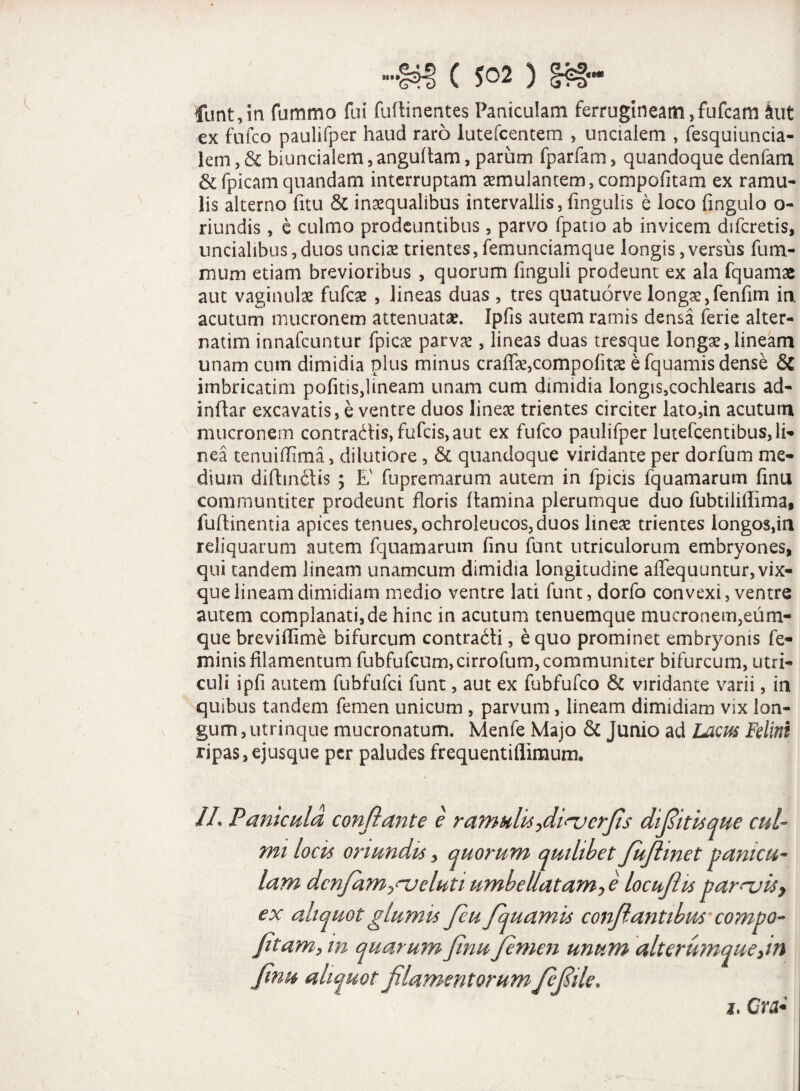 ; ( 5^2 ) %%%- funt, in fummo fui fuflinentes Paniculam ferrugineam ,fufcam kit ex fufco paulifper haud raro lutefcentem , uncialem , fesquiuncia- lem, & biuncialem, anguitam, parum fparfam, quandoque denfam & fpicam quandam interruptam aemulantem ,compofitam ex ramu¬ lis alterno fitu & inaequalibus intervallis, lingulis e loco fingulo o- riundis, e culmo prodeuntibus, parvo fpatio ab invicem difcretis, uncialibus, duos uncia: trientes, femunciamque longis, versus fu na¬ ni um etiam brevioribus , quorum finguli prodeunt ex ala fquamae aut vaginulae fufcae , lineas duas , tres quatuorve long£,fenfim in. acutum mucronem attenuatae. Ipfis autem ramis densa ferie alter- natim innafcuntur fpicae parvae, lineas duas tresque longae, lineam unam cum dimidia plus minus craffae,compofitae efquamisdense & imbricatim pofitis,lineam unam cum dimidia longis,cochlearis ad¬ infla r excavatis, e ventre duos lineae trientes circiter lato,in acutum mucronem contradis, fufcis, aut ex fufco paulifper lutefcentibus, li¬ nea tenuiilima, dilutiore , & quandoque viridante per dorfum me¬ dium diflinctis ; E' fupremarum autem in fpicis fquamarum finu communtiter prodeunt floris flamina plerumque duo fubtilillima, fuflinentia apices tenues, ochroleucos, duos lineae trientes longos,in reliquarum autem fquamarum finu funt utriculorum embryones, qui tandem lineam unamcum dimidia longitudine affequuntur,vix- que lineam dimidiam medio ventre lati funt, dorfo convexi, ventre autem complanati,de hinc in acutum tenuemque mucronem,eum- que breviffime bifurcum contradi, equo prominet embryonis fe¬ minis filamentum fubfufcum,cirrofum, communiter bifurcum, utri¬ culi ipfi autem fubfufci funt, aut ex fubfufco & viridante varii, in quibus tandem femen unicum , parvum, lineam dimidiam vix lon¬ gum , utrinque mucronatum. Menfe Majo & Junio ad Lacus Felini ripas,ejusque per paludes frequentiflimum. IL Panicula conflante e ramulis fiirucrfis diflitisque cul¬ mi locis oriundis > quorum quilibet fuflmet panicu¬ lam denfameluti umbellatamfi locuflis parnji$> ex aliquot glumis feu fquamis conflantibus compo- fetam, in quarum finu femen unum alteru?nque>m finu aliquot filamentorum Jefiile* h Gra*