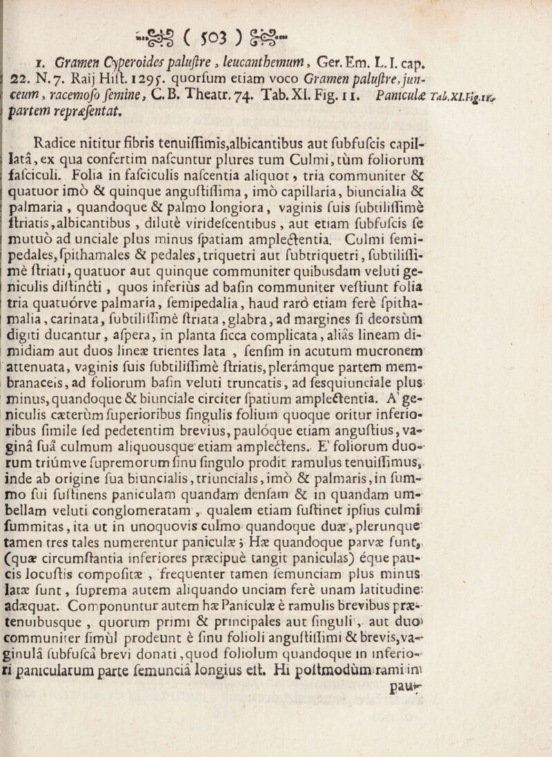 “■-(Nt! ( s°3) Sf#- i. Gramen Cyperoidcspaluftre, leucanthemum, Ger. Em. L. I. cap. i 52. N.7. Raij Hift. 1295*. quorfum etiam voco Gramen paluftre, jun- 1 €eum, racemofo femine, C. B. Theatr. 74. Tab.XI. Fig. 11. PamcuU Tab.xitig.ir* 1 partem reprxfentat. Radice nititur fibris tenuiffimis,albicantibus aut fubfufcis capil- 5 lata,ex qua confcrtim nafcuntur plures tum Culmi,tum foliorum ; falciculi. Folia in fafciculis nafcentia aliquot > tria communiter &C j quatuor imo & quinque anguftiffima, imo capillaria, biuncialia &C : palmaria , quandoque & palmo longiora, vaginis fuis fubtiliffime ftriatis,albicantibus , dilute viridefcentibus, aut etiam fubfufcis fe ! mutuo ad unciale pius minus (patiam amplecfentia. Culmi femi- pedalesjfpithamales & pedales,triquetri aut fubtriquetri, fubtiliffi- me ftriati, quatuor aut quinque communiter quibusdam veluti ge¬ niculis diltindli , quos inferius ad bafin communiter veffiunt folia tria quatuorve palmaria, femipedalia, haud raro etiam fere fpitha- f malia,carinata, fubtiliffime ftriata,glabra, ad margines fi deorsum digiti ducantur, afpera, in planta ficca complicata,alias lineam di¬ midiam aut duos lineae trientes lata , fenfim in acutum mucronem attenuata, vaginis fuis fubtiliffime ftriatis, pleramque partem mem¬ branaceis, ad foliorum bafin veluti truncatis, ad fesquiunciale plus minus, quandoque & biunciale circiter fpatium ample^entia. A' ge¬ niculis exterum fuperioribos fingulis folium quoque oritur inferio¬ ribus fimile fed pedetentim brevius, pauloque etiam anguflius, va¬ gina fua culmum aliquousque etiam ampledtens.* E' foliorum duo« rum tr iii nive fu p rem orum finu fingulo prodit ramulus tenuiffimusr inde ab origine fua biuncialis,triuncialis,imo & palmaris,in fum- mo fui fuRinens paniculam quandam denfam & m quandam um¬ bellam veluti conglomeratam , qualem etiam fuffinet ipfius culmis fummitas,ita ut in unoquovis culmo quandoque dux, plerunque- tamen tres tales numerentur paniculx ? Hx quandoque parvx funt, (qua; circumflantia inferiores prxeipue tangit paniculas) eque pau¬ cis locuffis compofitx , frequenter tamen lemunciam plus minus latx funt, fuprema autem aliquando unciam fere unam latitudine* adxquat. Componuntur autem hx Paniculx e ramulis brevibus prx-- tenuibusque , quorum primi & principales aut finguli , aut duo^ communiter fimul prodeunt e finu folioli anguRiffimi & brevis,va¬ ginula iubfufca brevi donati ,quod foliolum quandoque in inferio¬ ri panicularum parte femuncia longius eit. Hi poltmodum rami im pauf