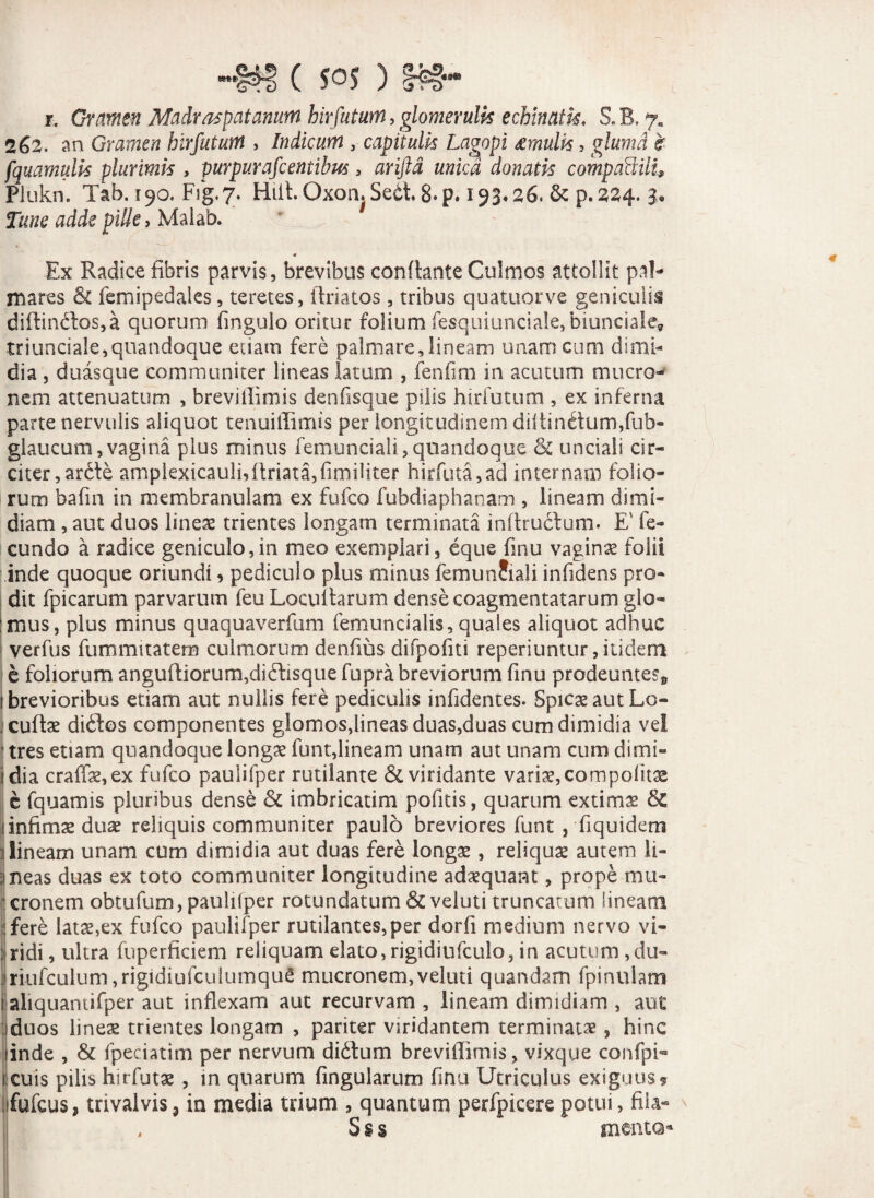 ”'141 ( i. Gramen Madraspatanum hirfutum, glomerulis echinatis. S. B. 7« 262. an Gramen hirfutum , Indicum , capitulis Lagopi £rnulk, gluma e fquamulis plurimis , purpurafcentibus, ariftd unica donatis comparili, Plukn. Tab. 190. Fig.7, Hili. Oxon, Se£t, 8*p. 193.26. & p.224. 3, Tune adde pille > }Aahh. ^ * ... „ Ex Radice fibris parvis, brevibus conflante Culmos attollit paL rnares & femipedales, teretes, ilriatos , tribus quatuorve geniculis diffcin<5los,a quorum fingulo oritur folium fesquiunciale,biundale, triunciale,quandoque edam fere palmare,lineam unam cum dimi¬ dia , duasque communiter lineas latum , fenfim in acutum mucro¬ nem attenuatum , brevillimis denfisque pilis hirfutum , ex inferna parte nervulis aliquot tenuiffimis per longitudinem diltin£tum,fub- glaucum,vagina plus minus femunciali,quandoque & unciali cir¬ citer, ar6te ampiexicauli,finata,fimiliter hirfuta,ad internam folio¬ rum bafin in membranulam ex fufco fubdiaphanam , lineam dimi¬ diam , aut duos lines trientes longam terminata inttructum. E' fe¬ cundo a radice geniculo,in meo exemplari, eque finu vagins folii inde quoque oriundi > pediculo plus minus femunfiali infidens pro¬ dit fpicarum parvarum feu Locutiarum dense coagmentatarum glo- :mus, plus minus quaquaverfum femunclalis, quales aliquot adhuc verfus fummitatem culmorum denfius difpofui reperiuntur, itidem e foliorum angufliorum,diftisque fupra breviorum finu prodeuntes» 1 brevioribus etiam aut nullis fere pediculis infidentes. Spicas aut Lo¬ culis didlos componentes glomos,lineas duas,duas cum dimidia vel ! tres etiam quandoque longas funt,lineam unam aut unam cum dimi- i dia cratis, ex fufco paulifper rutilante & viridante varis, compolits e fquamis pluribus dense & imbricatim politis, quarum extims 6c jinfimsdus reliquis communiter paulo breviores funt , fiquidem 1 lineam unam cum dimidia aut duas fere longs , reliqus autem li¬ gneas duas ex toto communiter longitudine adsquant, prope mu¬ cronem obtufum, paulilper rotundatum & veluti truncatum lineam fere lats,ex fufco paulifper rutilantes,per dorfi medium nervo vi- : ridi, ultra fuperficiem reliquam elato, rigidiufculo, in acutum ,du- Jriufculum ,rigidiufculumque mucronem,veluti quandam fpinulam i aliquantifper aut inflexam aut recurvam , lineam dimidiam , aut iduos lines trientes longam , pariter viridantem terminats , hinc iinde , & fpeciatim per nervum didtum breviffimis , vixque confpi- icuis pilis hirfuts , in quarum fingularum finu Utriculus exiguus? jfufcus» trivalvis, in media trium , quantum perfpicere potui, fila- Sss menta*