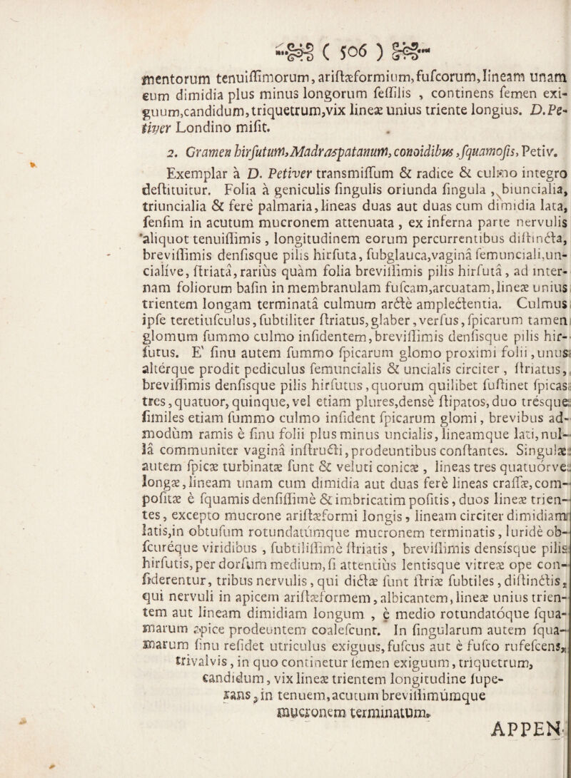 mentorum tenuifllmorum, ariftaeformium,fufcorum, lineam unam eum dimidia plus minus longorum feffilis , continens femen exi¬ guum,candidum,triquetrum,vix lineae unius triente longius. D.Pe- tiyer Londino mifit. 2. Gramen hirfuturtt,Madraspatanutri, conoidibus ,fquamofis, Peti v# Exemplar a D. Petiver transmiffum & radice & culmo integro deffituitur. Folia a geniculis lingulis oriunda fingula ,xbiuncialia, triuncialia & fere palmaria,lineas duas aut duas cum dimidia lata, fenfim in acutum mucronem attenuata , ex inferna parte nervulis aliquot tenuillimis, longitudinem eorum percurrentibus diffinda, breviffimis denfisque pilis hirfuta, fubglauca,vagina femuncialfiun- cialive, (friata, rarius quam folia breviffimis pilis hirfuta, ad inter¬ nam foliorum bafin in membranulam fufcam,arcuatam, lineae unius trientem longam terminata culmum arde ampledentia. Culmus ipfe teretiufculus,fubtiliter (friatus,glaber,verfus,fpicarum tamen glomum fummo culmo infidentem,breviffimis denfisque pilis hir- futus. E' finu autem fummo fpicarum glomo proximi folii ,unusi alterque prodit pediculus femuncialis & uncialis circiter , (friatus, breviffimis denfisque pilis hirfutus,quorum quilibet fuftinet fpicasa tres,quatuor,quinque,vel etiam plures,dense (fipatos,duo tresque: fimiles etiam fummo culmo infident fpicarum glomi, brevibus ad¬ modum ramis e finu folii plus minus uncialis, lineamque lati, nul¬ la communiter vagina inlfrudi,prodeuntibusconftantes. Singulae autem (picae turbinatae funt & veluti conicae, lineas tres quatuorve; longae,lineam tinam cum dimidia aut duas fere lineas cra(fie,com- politae e fquamis denfiffime & imbricarim pofitis, duos lineae trien¬ tes, excepto mucrone arifbeformi longis, lineam circiter dimidiami latis,in obtufum rotundatumque mucronem terminatis, lurideob- fcureque viridibus , fubtiliffime (friatis , breviffimis densisque pilis hirfutis, per dorfum medium, fi attentius lentisque vitreae ope con- fklerentur, tribus nervulis, qui didce funt ifriae fubtiles, diffindis, qui nervuli in apicem ariftaeformem, albicantem,lineae unius trien¬ tem aut lineam dimidiam longum. , e medio rotundatoque fqua- inarum apice prodeuntem coalefcunr. In fingularum autem fq tia¬ rarum finu refidet utriculus exiguus, fufcus aut e fufco rufefeens» trivaivis, in quo continetur iemen exiguum, triquetrum, candidum, vix lineae trientem longitudine lupe- ?in tenuem,acutum breviffimumque mucronem terminatum., APPENf
