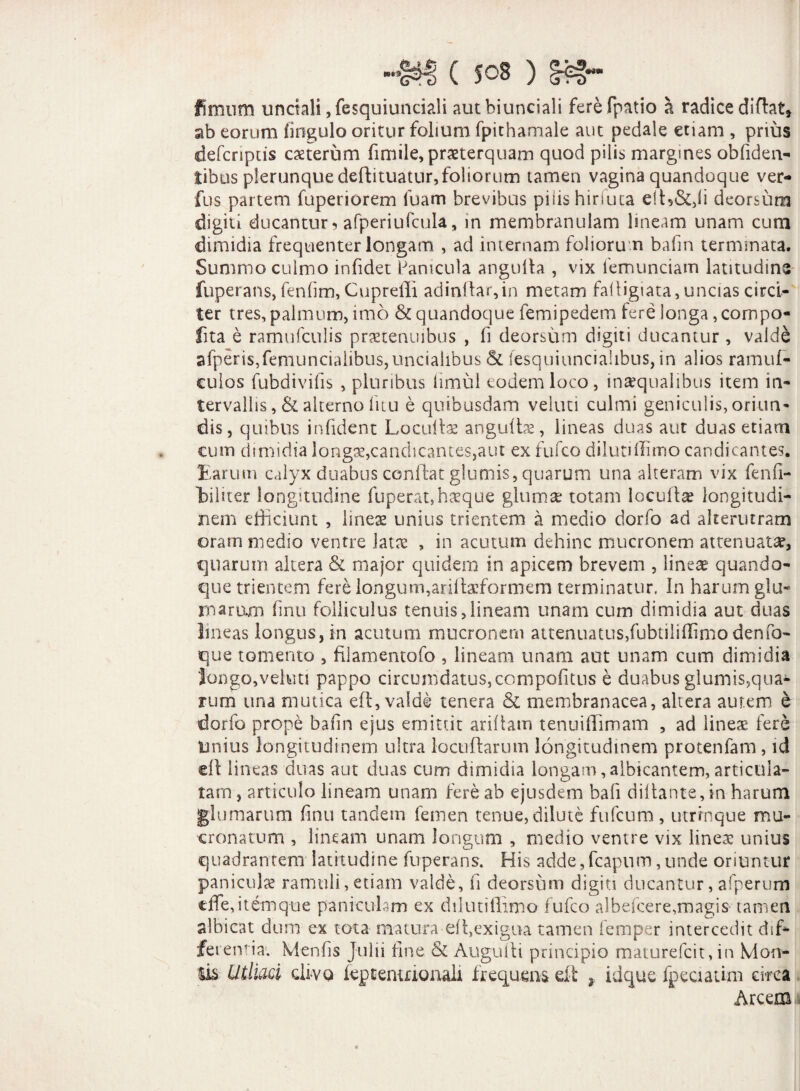 C Sos ) fimum unciali ,fesquiunciali autbiunciali ferefpatio a radice didat, ab eorum fingulo oritur folium fpithamale aut pedale etiam , prius defcnptis exterum fimile, praeterquam quod pilis margines obfiden- iibus plerunquedeftituatur,foliorum tamen vagina quandoque ver- fus partem fuperiorem luam brevibus piiis hiriuta ed5&,li deorsum digiti ducantur, afperiufcula, in membranulam lineam unam cum dimidia frequenter longam , ad internam foliorum bafm terminata. Summo culmo infidet Panicula angulla , vix iemunciam latitudine fuperans, fenfim, Cuprelli adinflar,in metam fadigiata, uncias circi¬ ter tres, palmum, imo & quandoque femipedem fere longa ,compo« fita e ramufculis praetenuibus , fi deorsum digiti ducantur , valde afperis,femuncialibus,uncialibus & (esquiuncialibus, in alios ramuf- culos fubdivifis , pluribus limul eodem loco, inaequalibus item in¬ tervallis, & alterno litu e quibusdam veluti culmi geniculis, oriun¬ dis, quibus infident Locudx angutix, lineas duas aut duas etiam cum dimidia longx,candicantes,aut ex fufeo dilutillimo candicantes. Earum calyx duabus conflat glumis, quarum una alteram vix fenfi- biliter longitudine fuperat,hxque gluma: totam loculis longitudi¬ nem efficiunt , linex unius trientem a medio dorfo ad alterutram oram medio ventre Jatce , in acutum dehinc mucronem attenuata?, quarum altera & major quidern in apicem brevem , lineae quando¬ que trientem fere longum,ariltaeformem terminatur. In harum glu¬ marum finu folliculus tenuis,lineam unam cum dimidia aut duas lineas longus, in acutum mucronem attenuatus,fubtiliflimo denfo- que tomento , filamentofo , lineam unam aut unam cum dimidia longo,-veluti pappo circumdatus, compofitus e duabus glumis,qua¬ rum una mutica effi, valde tenera & membranacea, altera autem & dorfo prope bafin ejus emittit aridam tenuiffiimam , ad lineae fere imius longitudinem ultra locuffiarum longitudinem protenfam , id eft lineas duas aut duas cum dimidia longam, albicantem, articula¬ tam , articulo lineam unam fere ab ejusdem bafi dii tante, in harum glumarum finu tandem femen tenue, dilute fufeum , utrrnque mu¬ cronatum , lineam unam longum , medio ventre vix lineae unius quadrantem latitudine fuperans. His adde, fcapum, unde oriuntur paniculae ramuli, etiam valde, fi deorsum digiti ducantur, afperum tffejtemque paniculam ex dilutiffimo fufeo albefeere,magis tamen albicat dum ex tota matura ed,exigua tamen femper intercedit dif¬ ferentia. Menfis Julii fine & Augudi principio maturefeit, in Mon¬ tis Utlmi clivo leptemnonali frequens elt idque fpeciatim circa Arcem
