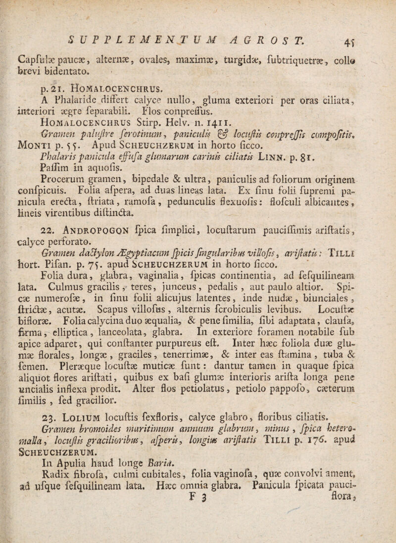 4S Capfube paucae, alternae 5 ovales3 maximae, turgida, fubtriquetrae, collo brevi bidentato. p. 21. Homalocenchrus. A Phalaride differt calyce nullo, gluma exteriori per oras ciliata, interiori aegre feparabili. Flos conpreifus. Homalocenchrus Stirp. Helv. n. 1411. Gramen palufire fero tinum, paniculis & locufils conprejjis compojitk* Monti p. 55. Apud Scheuchzerum in horto ficco. Fhalaris panicula effiifa glumarum carinis ciliatis Linn. p. gl, Paffim in aquofis. Procerum gramen, bipedale & ultra, paniculis ad foliorum originem confpicuis. Folia afpera, ad duas lineas lata. Ex finu folii fupremi pa¬ nicula ereda, ftriata, ramofa, pedunculis flexuofis: flofculi albicantes ? Mneis virentibus diftinda, 22. Andropogqn fpica fimplici, locuftarum pauciffimis ariftatis, calyce perforato. Gramen da&ylon JEgyptiacmn fpicis fmgularihus vittofis , arifiath: TiLLl hort. Pifan. p. 75. apud Scheuchzerum in horto ficco. Folia dura, glabra, vaginalia, fpicas continentia, ad fefquilineam lata. Culmus gracilis, teres, junceus, pedalis , aut paulo altior. Spi¬ cie numerofe, in finu folii alicujus latentes, inde nudae, biunciaies, firidae, acutae. Scapus villofus , alternis fcrobiculis levibus. Locuffst biflorae. Folia calycina duo aequalia, & penefimilia, fibi adaptata, claufaj, firma, elliptica , lanceolata, glabra. In exteriore foramen notabile fub apice adparet, qui conftanter purpureus eft. Inter haec foliola duae glu¬ mae florales, longae, graciles, tenerrimae, & intereas ftamina, tuba «& femen. Pleraeque locuftae muticae funt: dantur tamen in quaque fpica aliquot flores ariftati, quibus ex bafi glumae interioris arifta longa pene uncialis inflexa prodit. Alter flos petiolatus, petiolo pappofo, ceterum fimilis , fed gracilior, 23. Lolium locuftis fexfloris, calyce glabro, floribus ciliatis. Gramen bromoides maritimum annuum glabrum, minus , fpica hetero- mali a, locujlls gracilioribus, afperls, longm arijlatis Tilli p, 176* apud Scheuchzerum. In Apulia haud longe Farni. Radix fibrofa, culmi cubitales, folia vaginofa, qme convolvi ament, ad ufque fefquilineam lata. Haec omnia glabra. Panicula fpicata pauci»