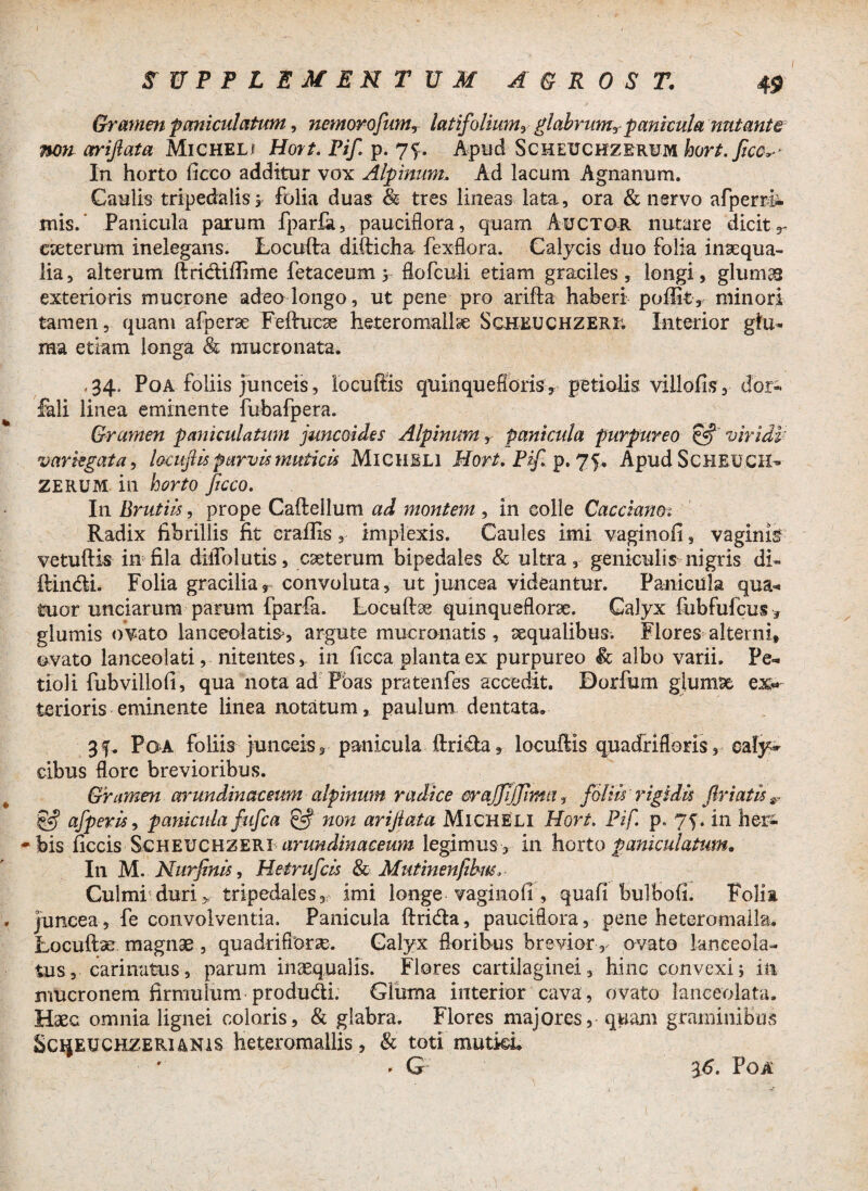 Gramen pmicuiatum, nemorofnmr latifolium^ glabrum*panicula nutante non ariftata Micheli Hort. Pif. p. 7f. Apud Scheuchzerum hort.fcc*> In horto ficco additur vox Alpinum, Ad lacum Agnanum. Gaulis tripedalis s folia duas & tres lineas lata, ora & nervo afperri- mis. Panicula parum fparfe, pauciflora, quam Auctor nutare dicit r exterum inelegans. Loculhi difticha fexfiora. Calycis duo folia inaequa¬ lia, alterum ftricftiffime fetaceum y flofculi etiam graciles, longi, glum& exterioris mucrone adeo longo, ut pene pro arifta haberi poffit, minori tamen, quam afperae Feftucse heteromallx Scheuchzeri; Interior glu¬ ma etiam longa <& mucronata. ,34. Poa foliis junceis, locuffis quinquefioris, petiolis viilofis, dor- feli linea eminente fubafpera. Gramen paniculatum juncoides Alpimra, panicula purpureo £5? viridi' variegata, lomf is parvis muticis Micheli Hort. Pif p. 75* ApudScHEUCH- ZERUM in horto ficco. In Brutiis, prope Caflellum ad montem , in colle Cacciano. Radix fibrillis fit craffis implexis. Caules imi vaginofi, vaginis vetuftis in fila diifolutis, exterum bipedales & ultra, geniculis nigris di¬ ffindi. Folia gracilia, convoluta, ut juncea videantur. Panicula qua* tuor unciarum parum fparfa. Locuftse quinqueflorx. Calyx fubfufcus , glumis ovato lanceolatis>, argute mucronatis , xqualibus. Flores alterni, ovato lanceolati, nitentes, in ficca planta ex purpureo & albo varii. Pe¬ tioli fub villo fi, qua nota ad Pbas pratenfes accedit. Dorfum gjumx ex¬ terioris eminente linea notatum, paulum dentata. 3f. Poa foliis junceis, panicula fcida, locufHs quadrifloris, caly^ cibus flore brevioribus. Gramen arundinaceum alpinum radice erajjijfma, foliis rigidis friatis afperis, panicula fufea & non ariftata Micheli Hort. Pif. p. 75. in her- -bis ficcis Scheuchzeri arundinaceum legimus, in horto paniculatum. In M. Nurfinis, Hetrufcis & Mutinenfihus, Culmi duri> tripedales, imi longe vaginofi , quafi bulbofi. Folia juncea, fe convolventia. Panicula ftrida, pauciflora, pene heteromalla. Locuftx magnae , quadrifforx. Calyx floribus brevior , ovato lanceola- tus, carinatus, parum inaequalis. Flores cartilaginei, hinc convexi3 in nmeronem firmuium produdi. Gluma interior cava, ovato laneeolata. Haec omnia lignei coloris, & glabra. Flores majores, quam graminibus Scijeuchzerunis heteromailis, & toti mutki. '  . G ys. Poa