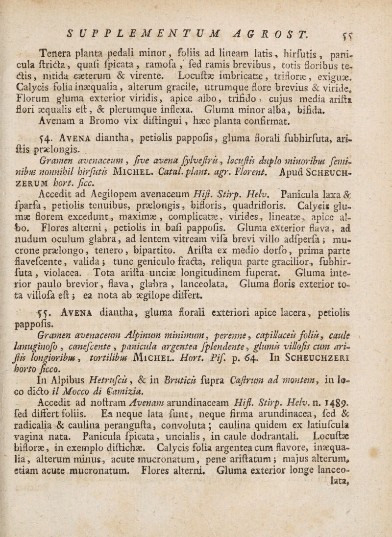 Tenera planta pedali minor, foliis ad lineam latis, hirfutis ? pani¬ cula ftrida, quali fpicata , ramofa fed ramis brevibus, totis floribus te- dis, nitida cseterum 8c virente, Locufbe imbricatae, trifiorse, exiguae. Calycis folia inaequalia, alterum gracile, utrum que flore brevius & viride* Florum gluma exterior viridis, apice albo, trifido r cujus media arifta flori aequalis eft, & plerumque inflexa. Gluma minor alba, bifida. Avenam a Bromo vix diftingui, Ineo planta confirmat. Avena diantha , petiolis pappofis, gluma fiorali fubhirfuta, ari- ftis praelongis. Gramen avenaceum , five avena fyhejlris, loctiftis duplo minoribus fetui» nibus nonnihil hirfutis MlCHEL. Catal. piant. agr. Plorent. Apud ScHEUCH- ZERUM hort. ficc. Accedit ad Aegilopem avenaceum Hift. Stirp. Helv. Panicula laxa &: fparfa, petiolis tenuibus, praelongis, bifloris , quadrifloris. Calyciis glu¬ mae florem excedunt, maximae, complicatae, virides, lineatae-, apice al¬ bo. Flores alterni * petiolis in bafi pappofis. Gluma exterior flava, ad nudum oculum glabra, ad lentem vitream vifa brevi villo adfperfa; mu¬ crone praelongo, tenero, bipartito. Arifta ex medio dorfo, prima parte flavefeente, valida $ tunc geniculo frada, reliqua parte gracilior, fubhir¬ futa , violacea. Tota arifta unciae longitudinem fuperat. Gluma inte¬ rior paulo brevior, flava, glabra , lanceolata* Gluma floris exterior to¬ ta villofa eft$ ea nota ab aegilope differt, ff. Avena diantha, gluma fiorali exteriori apice lacera, petiolis pappofis. Gramen avenaceum Alpinum minimum, perenne, capillaceis foliis, caule lanuginofo , canefcente , panicula argentea fplendente, glumis villo fis cum ars- fiis longioribus, tortilibus Michel. Hort. Pif. p. 64. In ScHEUCHZERl horto ficco. In Alpibus Hetrnfcis, & in Bruticis fupra Cafirum ad montem, in lo¬ co dido il Mocco di €amizia. Accedit ad noftram Avenam arundinaceam Hiji. Stirp. Helv. 11. 1489. fed differt foliis. Ea neque lata funt, neque firma arundinacea, fed & radicalia & caulina perangufta, convoluta; caulina quidem ex latiufcula vagina nata. Panicula fpicata, uncialis , in caule dodrantali. Loculfoe bifiorae, in exemplo diftichae. Calycis folia argentea cum flavore, inaequa¬ lia , alterum minus, acute mucronatum, pene ariftatum; majus alterum» stiam acute mucronatum. Flores alterni. Gluma exterior longe lanceo- .lata.
