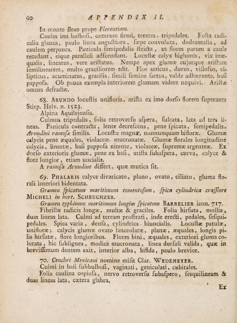 / 6Q APPENDIX II. V In monte Bono prope Florentiam. Caules imi hulbofiL, cseterum tirmi, teretes, tripedales. Folia radi» calla glauca, paulo linea anguftiora, fxpe convoluta, dodrantalia, ad caulem perpauca. Panicula femipcdalis ihicla , ut flores parum a caule recedant, eique paralleli adfcendant. Locute calyx biglumis, vix inae¬ qualis, lineatus , vere ariftatus, Nempe apex glumae cujusque ariftam femilinearem, multo graciliorem edit. Flos unicus, durus, villofus, el¬ lipticus, acuminatus, gracilis, fimili femine fartus, valde adhaerente, bafi pappofa. Ob pauca exempla interiorem glumam videre nequivi. A rute omnes defracte. 6g. Arundo locufKs unifloris, arifta ex imo dorfo florem funerante Stirp. Helv. n. 1523. Alpina Aquilejenfia. Culmus tripedalis, folia retroverfu afpera., filicata-, lata ad tres li¬ neas. Panicula contrada , lente decrefcens, pene fpicata, femipedalis» Arundini ramo[e fimilis. Locute magnae, nonnunquam biflone. Glumas calycis pene aequales, violaceae, mucronatae. Glumae florales longitudine calycis, lineatae, bafi pappofa nitente, violaceae, fupremaeargenteae. Ex dorfo exterioris glumae, pene ex bafi, arifta fuhafpera, curva, calyce & flore longior, etiam uncialis. A ramofa Arundine differt, quae mutica fit. 69. Phalaris calyce divaricato, plano, ovato, ciliato, gluma flo- rali interiori bidentata. Gramen [picatum maritimum tornentufum, jpica cylindrica craJJJors Micheli in hort. Scheuchzer. Gramen typhinum maritimum longius [picatum Barrelier icon. 717. 'Fibrillae radicis longae, multae & graciles. Folia hirfuta, mollia 9 duas lineas lata. Culmi ad terram proftrati, inde eredi, pedales, fefqui- pedales. Spica varia , denfa, cylindrica, biuncialis. Locute patulae, uniflorae 5 calycis glumae ovato lauceolatae, planae, aequales, longis pi¬ lis hirfutae, flore longioribus. Flores bini, aequales , exteriori gluma co¬ lorata , hic fublignea, modice mucronata, linea dorfali valida, quae in. breviffimum dentem exit, interior alba, bifida, paulo brevior. 70. Cenchri Mexicani nomine miiit Clar. Wedemeyer. Culmi in bafi fubbulbo.fi, vaginati, geniculati, cubitales. Folia caulina copiofa, nervo retroverfu fubafpero, fesquilineam & duas lineas lata., caetera glabra. : Ex