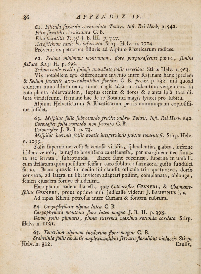 Si. Filicula faxatilis corniculata Tourn. Infl. Rei Herb* F/Y/x faxatilis corniculata C. B. Fi/itf faxatilis Tragi J. B. 1IL p. 747- Acrafiichum caule bis bifurcato Stirp. Helv, n. 1714. Provenit ex petrarum iiffuris ad Alpium Rhaeticarum radices. 62. Sedum minimum montanum, flore purpurafcente parvo , femine flellato Rajj H. p. 692. Sedum caule ere&0 foliofo umb eUat 0 foliis teretibus Stirp. Helv. n.963. Yix notabilem ego differentiam invenio inter Rajanarn hanc fpeciem & Sedum faxatile atro-rubentibus floribus C. B. prodr. p. 132. nifi quoad colorem nunc dilutiorem, nunc magis ad atro - rubentum vergentem, 111 tota planta obfervabilem, faepius etenim & flores & planta ipfa tota di¬ lute viridefcunt, ftatuant hac de re Botanici magis lyncei pro lubitu, Alpium Helveticarum & Rhaeticarum petris nonnunquam copiofiffi- rne infidet., <53. Mefpilus folio fubrotunde fru&u rubm Tourn* Infl. Rei Herb. 642. Cotonafler folia rotundo non ferrato> C. B. Cotoneafler J. B. I. p. 73* Mefpilus inermis foliis ovatis integerrimis fuhtm tomento fis Stirp. Helv. it. IO93, Folia fiiperne nervofa «Se venofa viridia,, fplendentia, glabra, inferne itidem venofa, lanugine breviffima canefcontia , per marginem nec finua- ta nec ferrata , fubrotunda. Bacche funt coccineae, fiiperne in umbili¬ cum Rellatum quinquefidum fciffa ; caro fublutea farinacea, guftu fubdulci fatuo. Bacca quaevis in medio fui claudit oliicula tria quatuorve, dorfo convexa, ad latera ut libi invicem adaptari poffint,, complanata, oblonga, femen ejusdem formae claudentia.. Haec planta eadem illa eff , quae Cotoneafler Gesneri, & Chametmew [pilus Gesneri, prout optime mihi judicaffe videtur J. Bauhinus 1. c* Ad ripas Rheni petrofas inter Curiam &. fontem rubrum, £4. Caryophyllata alpina lutea C. B. Caryophyllata montana flore luteo magno J. B. II.. p. 398. Geum foliis pinnatis, pinna extrema maxima rotunda cordata Stirp,. Helv. n. 1121. Teucrium alpbium inodorum flore magno' C. B. Suhelinia foliis cordatis amplexicauhbus ferratis floralibus violaceis Stirp, Helv*n. £12+ Caulis,-