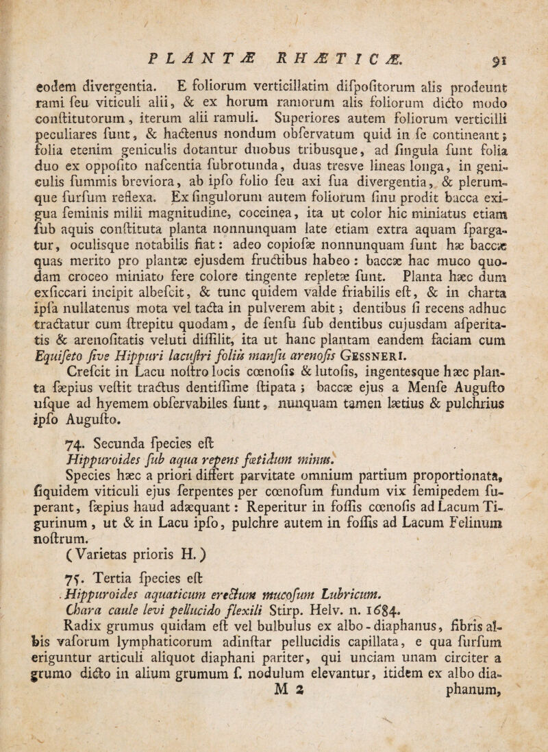 PLANTA RH&TICM. eodem divergentia. E foliorum vertlcillatim difpofitorum alis prodeunt rami feu viticuli alii 5 & ex horum ramorum alis foliorum dido modo conftitutorum, iterum alii ramuli. Superiores autem foliorum verticilli peculiares funt 5 & hadenus nondum obfervatum quid in fe contineant $ folia etenim geniculis dotantur duobus tribusque, ad lingula funt folia duo ex oppofito nafcentia fubrotunda, duas tresve lineas longa, in geni« culis fummis breviora, ab ipfo folio feu axi fua divergentia, & plerum¬ que furfum reflexa. Ex Ungulorum autem foliorum flnu prodit bacca exi¬ gua feminis milii magnitudine, coccinea, ita ut color hic miniatus etiam fub aquis conftituta planta nonnunquam late etiam extra aquam fparga- tur, oculisque notabilis fiat: adeo copiofe nonnunquam funt hse baccyg quas merito pro plantae ejusdem frudibus habeo : baccx hac muco quo¬ dam croceo miniato fere colore tingente repletae funt. Planta haec dum exficcari incipit aibefcit, & tunc quidem valde friabilis eft, & in charta ipfa nullatenus mota vel tada in pulverem abit; dentibus li recens adhuc tradatur cum ftrepitu quodam, de fenfu fub dentibus cujusdam afperita- tis & arenofitatis veluti dillilit, ita ut hanc plantam eandem faciam cum Equifeto jivs Hippuri lacuftri foliis manfu arenofis Gessneri. Crefcit in Lacu noftro locis coenofis & lutofis, ingentesque haec plan¬ ta faepius veftit tradus dentiftime ftipata ; baccae ejus a Menfe Augufto ufque ad hyemem obfervabiles funt, nunquam tamen laetius & pulchrius ipfo Augufto. 74. Secunda fpecies eft Hippuroides fub aqua repens fetidum mimis. Species haec a priori differt parvitate omnium partium proportionata* fiquidem viticuli ejus ferpentes per coenofum fundurn vix lemipedem fu- perant, faepius haud adaequant: Reperitur in foftis coenofis ad Lacum Ti¬ gurinum , ut & in Lacu ipfo, pulchre autem in foffis ad Lacum Felinum noftrum. (Varietas prioris H.) 7f. Tertia fpecies eft . Hippuroides aquaticum ertBum tmtcojim Lubricum. Chara caule levi pellucido flexili Stirp. Helv. n. 1684. Radix grumus quidam eft vel bulbulus ex albo - diaphanus, fibris al¬ bis vaforum lymphaticorum adinftar pellucidis capillata, e qua furfum eriguntur articuli aliquot diaphani pariter, qui unciam unam circiter a grumo dido in alium grumum f. nodulum elevantur, itidem ex albo dia-