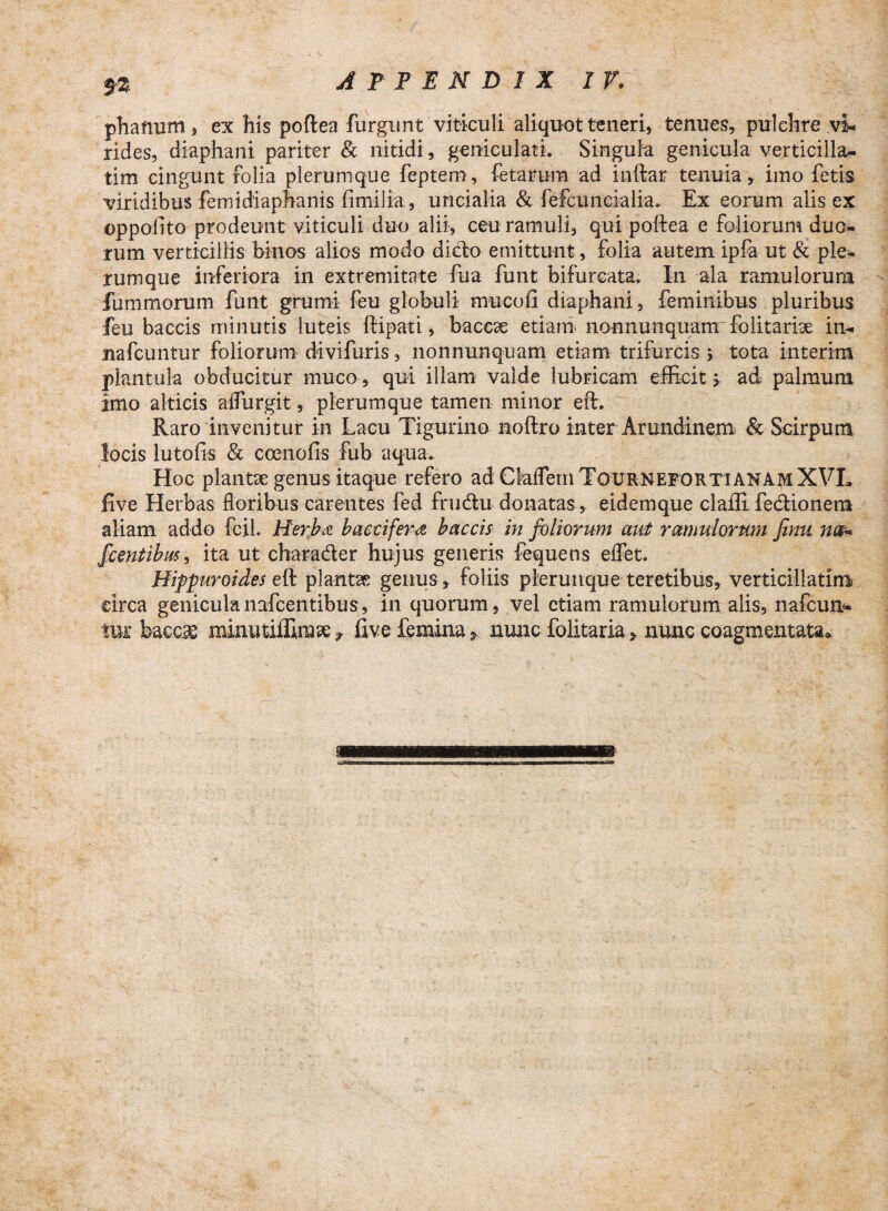 phaftum, ex his poftea furgunt viticuli aliquot teneri, tenues, pulchre vi¬ rides, diaphani pariter & nitidi , geniculati. Singula genicula verticilla- tim cingunt folia plerumque feptern, fetarum ad inftar tenuia, imo fetis viridibus femidiaphanis fimili-a, uncialia & fefcuncialia. Ex eorum alis ex oppollto prodeunt viticuli duo alii, ceu ramuli, qui poftea e foliorum duo¬ rum verticillis binos alios modo dicio emittunt, folia autem ipfa ut & ple¬ rumque inferiora in extremitate fua funt bifurcata. In ala ramulorum fum morum funt grumi feu globuli mucofi diaphani, feminibus pluribus feu baccis minutis luteis ftipati, bacese etiam nonnunquam folitariae in- nafcuntur foliorum divifuris, nonnunquam etiam trifurcis; tota interim plantula obducitur muco, qui illam valde lubricam efficit > ad palmum imo alticis affingit, plerumque tamen minor eft. Raro invenitur in Lacu Tigurino noftro inter Arundinem & Scirpum locis lutofis & coenofis fub aqua. Hoc plantae genus itaque refero ad Ckiflem Tournefortianam XVL five Herbas floribus carentes fed frudtu donatas, eidem que claffi fedlionem aliam addo fcil. Herba b acci fer a baccis in foliorum aut ramulorum Jinu na* fcentibm, ita ut charader hujus generis fequens effiet. Hippuroides eft plantae genus, foliis plerunque teretibus, verticillatlm circa geniculanafcentibus, in quorum, vel etiam ramulorum alis, nafcun» tui; bae.cse' minutiffirase ? live femina * nunc folitaria, nunc coagmentata*