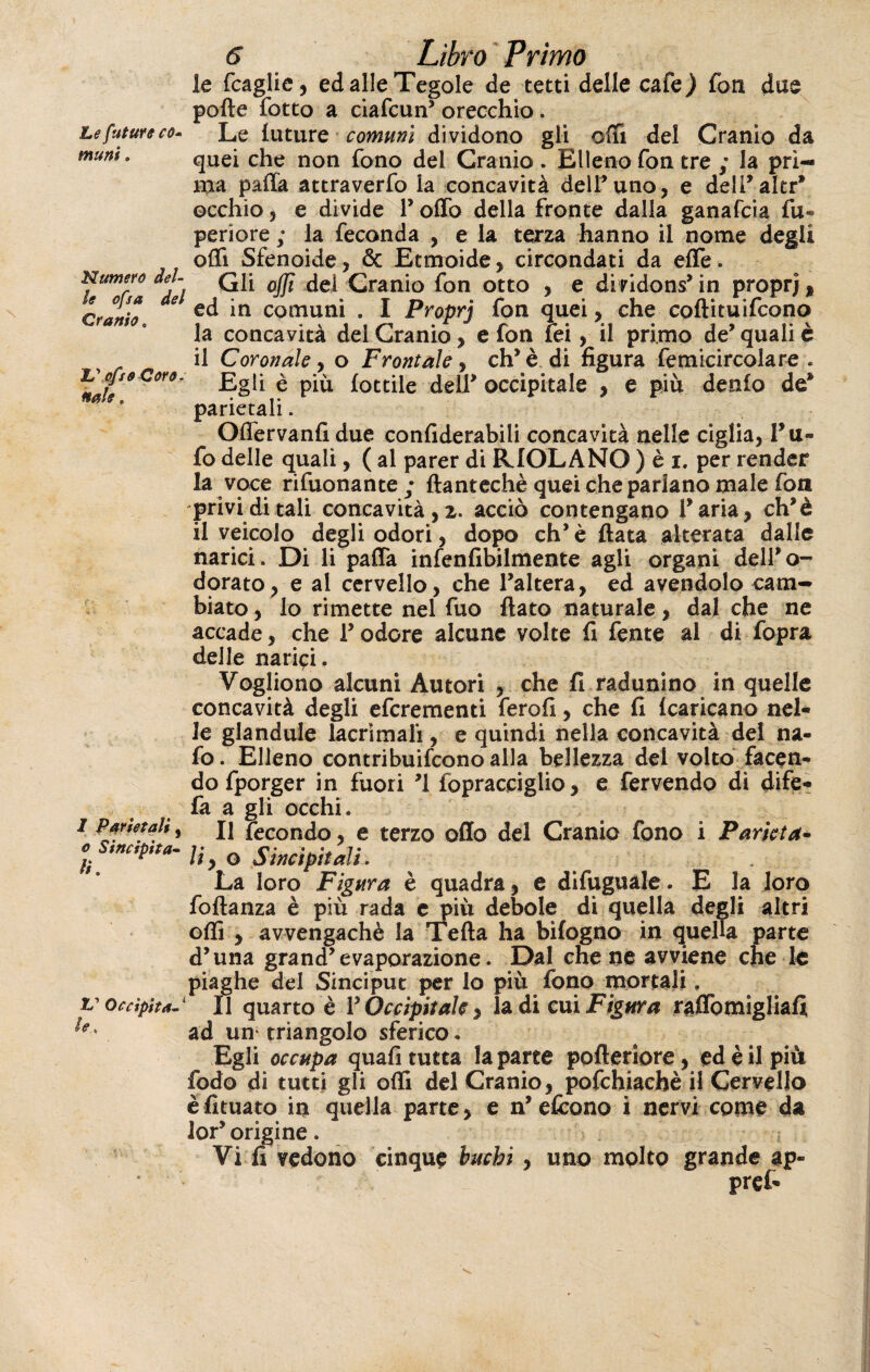 Le future co- munt Numero del¬ ie ofsa del Cranio e L'ofso Coro, naie, I Parietali, o Sincipita- lì. .L1 O colpita-x 6 Libro Primo le fcaglie, ed alle Tegole de tetti delle cale) fon due polle fotto a ciafrun’ orecchio. Le future comuni dividono gli olii del Cranio da quei che non fono del Cranio . Elleno fon tre ; la pri¬ ma paffa attraverfo la concavità delFuno, e dell* altr* occhio, e divide F oliò della fronte dalla ganafcia fu- periore ; la feconda , e la terza hanno il nome degli oflì Sfenoide, & Etmoide, circondati da effe. Gli ojjì del Cranio fon otto , e dividons’ in proprj , ed in comuni . I Proprj fon quei, che coftituifcono la concavità del Cranio, e fon fei, il primo de’ quali è il Coronale, o Frontale, eh’ è di figura femicircolare . Egli è più lottile delT occipitale , e più denlo de* parietali. Offervanfi due confiderabili concavità nelle ciglia, Tu¬ fo delle quali, ( al parer di RIOLANQ ) è i. per render la voce riluonante ; ftantechè quei che parlano male fon privi di tali concavità,!, acciò contengano Faria, ch’è il veicolo degli odori, dopo eh* è fiata alterata dalle narici. Di li palla infenfibilmente agli organi dell’o¬ dorato,-e al cervello, che Faltera, ed avendolo cam¬ biato , lo rimette nel fuo fiato naturale, dal che ne accade, che F odore alcune volte fi fente al di fopra delle narici. Vogliono alcuni Autori , che 11 radunino in quelle concavità degli eferementi ferofi, che fi (caricano nel¬ le glandule lacrimali, e quindi nella concavità del na- fo. Elleno contribuifcono alla bellezza dei volto facen¬ do fporger in fuori *1 fopracciglio, e fervendo di dife- fa a gli occhi. Il fecondo, e terzo olio dei Cranio fono i Parieta¬ li y o Sincipitali. La loro Figura è quadra, e difuguale. E la loro foftanza è più rada e più debole di quella degli altri offi , avvengachè la Tefta ha bifogno in quella parte d’una grand’evaporazione. Dal che ne avviene che le piaghe del Sinciput per lo più fono mortali. Il quarto è F Occipitale, la di cui Figari raffomigliafi ad un triangolo sferico. Egli occupa quali tutta la parte pofleriore, ed è il più fodo di tutti gli odi del Cranio, pofchiachè il Cervello è lunato in quella parte, e n* efrono i nervi come da lor’ origine. Vi fi vedono cinque buchi, uno molto grande a pref-