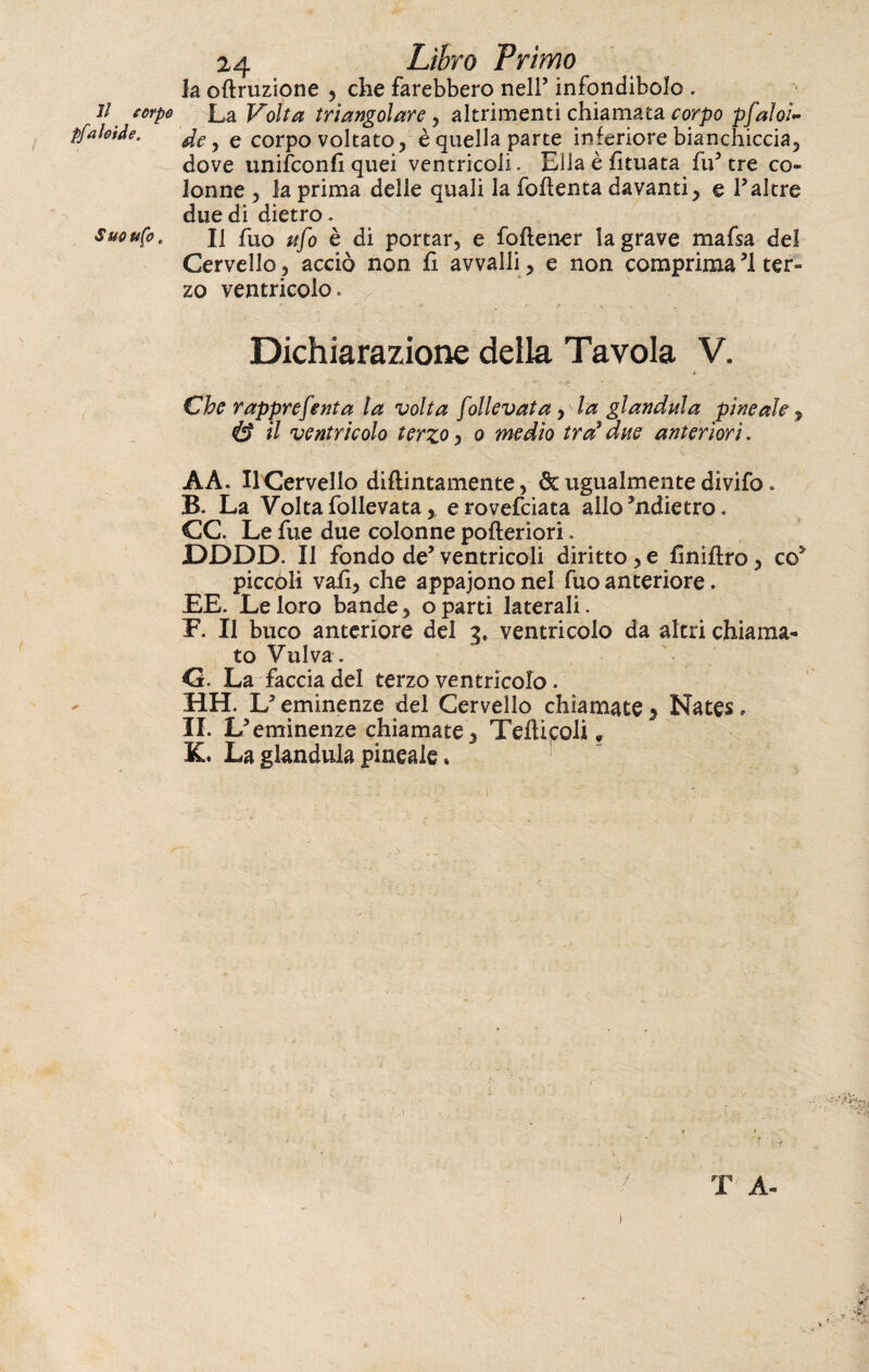 la oftruzione , che farebbero nell’ infondibolo . 1/ corpo La Volta triangolare, altrimenti chiamata corpo p{aloi- pfalotde. de, e corpo voltato, è quella parte inferiore bianchiccia, dove unifconfi quei ventricoli. Ella è limata fu* tre co¬ lonne , la prima delie quali la foftenta davanti, e Falere due di dietro. SuouÇO' li fuo uf0 è di portar, e foftener la grave mafsa del Cervello , acciò non fi avvalli , e non comprima M ter¬ zo ventricolo. r Dichiarazione della Tavola V. £7he rapprefenta la volta follevata, la gianduia pineale , © *7 ventricolo terzo , o medio tra3 due anteriori. AA. Il Cervello didimamente, & ugualmente divifo. B. La Volta follevata, erovefeiata allo didietro. CC. Le fue due colonne pofteriori, DDDD. Il fondo de5 ventricoli diritto, e finiftro, co* piccoli vafi, che appajono nel fuo anteriore. EE. Le loro bande, oparti laterali. F. Il buco anteriore del 3, ventricolo da altri chiama¬ to Vulva. G. La faccia del terzo ventricolo. HH. Ly eminenze del Cervello chiamate , Nates, IL fceminenze chiamate, Telinoli ? K. La gianduia pineale • i