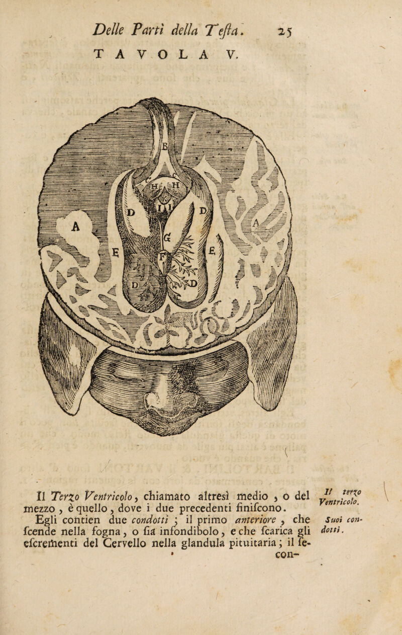 TAVOLA V. Il Terzo Ventrìcolo> chiamato altresì medio , o del mezzo , è quello, dove i due precedenti finifcono. Egli contien due condotti ; il primo anteriore , che fcende nella fogna, o fia infonditelo, e che fcarica gli efcrerhenti del Cervello nella gianduia pituitaria ; il fe- • con- // ter%o Ventrìcolo. Suoi con¬ dotti .