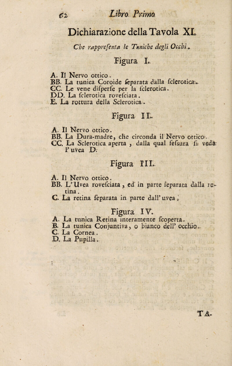 Dichiarazione della Tavola XL Che rapprefenta le Tuniche degli Occhi * Figura L A. Il Nervo ottico. BB. La tunica Coroide feparata dalla fclerotica^ GC. Le vene difperfe per la fclerotica. DD. La fclerotica rovefciata. E. La rottura della Sclerotica. Figura IIL A. Il Nervo ottico. BB. La Dura-madre, die circonda il Nervo ottico. CC, La Sclerotica aperta , dalla qual fefsura li. vedà F uvea D. Figura IIL A. Il Nervo ottico. BB. U Uvea rovefciata, ed in parte feparata dalla rea¬ tina © G. La retina feparata in parte dall’ uvea 3 Figura IV. A. La tunica Retina interamente fcoperta, B. La tunica Consuntiva, o bianco dell5 occhio» C. La Cornea . D. La Pupilla»