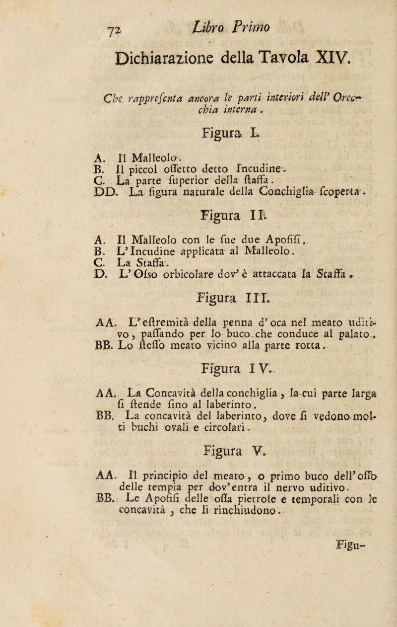 Dichiarazione della Tavola XIV. Che. rapprefenta ancora le parti interiori dell’ Orec¬ chia interna -, Figura L A. Il Malleolo. B. Il piccol ottetto detto Incudine.. C. La parte fuperior della {latta. DD. La figura naturale della Conchiglia-{coperta * Figura 11 A. Il Malleolo con le lue due Apofifi, B. L’Incudine applicata al Malleolo. C. La Staffa. D. L’Ofso orbicolare dov’ è attaccata la Staffa . Figura I IL A A. L’e fi re mi tà della penna d’oca nel meato uditi¬ vo, pattando per lo buco che conduce ai palato » BB. Lo fletto meato vicino alla parte rotta. Figura IV*. AA. La Concavità della conchiglia , la cui parte larga fi ftende fino al laberinto. BB. La concavità del laberinto, dove fi vedono mol¬ ti buchi ovali e circolari. Figura V. AA. Il principio del meato , o primo buco delFofìb delle tempia per dov’entra il nervo uditivo. BB. Le Apofifi delle otta pietrole e temporali con le concavità , che li rinchiudono. Figu-