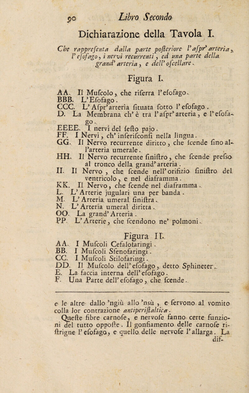 Dichiarazione della Tavola L Che rappresenta dalla parte pofleriore V afpry arteria % V efofago y i nervi recufrenti, ed una parte della, grand? arteria , e dell3 ofceli are.. Figura I. A A., Il Mufcolo, che riferra l3 efofago.. BBB. L3 Efofago. CGC. L3 Afpr3arteria fituata fotte T efofago . D. La Membrana eh5 è tra l’afpr3 arteria , e Pefola- go... EEEE. I nervi del fello pajo. FF. I Nervi, eh3 inferifeonfi nella lingua. GG. Il Nervo récurrente diritto , che feende fino al- l’arteria umerale. HFL II Nervo récurrente finiflro, che feende prefso al tronco della grand3 arteria . IL II Nervo , che feende nell3 orifizio finiflro del ventricolo , e nel diaframma . KK. Il Nervo, che feendç nei diaframma ». L. L5 Arterie iugulari una per banda . M. L3 Arteria umeral finiflra N. L’Arteria umeral diritta.. OQ, La grand3 Arteria .. PP L3Arterie, che feendono. ne3 polmoni.. Figura Ile. A A. I Mufcoli Cefalotaringi . BB. I Mufcoli Sfenofaringi. CC. I Mufcoli Stilofaringi. DD. Il Mufcolo dell3 efofago detto Sphincter 0 E. La faccia interna dell3 efofago . F. Una Parte dell3 efofago, che feende.. e le altre dallo ’ngiu allo’nsu , e fervono al vomito colla ior contrazione antiperìjlaltica Quelle fibre carnofe, e nervole fanno certe funzio- ni dei tutto oppolle. Il gonfiamento delle carnofe ri- firigne l3efofago, e quello delle nervofe l3allarga. La _ difi