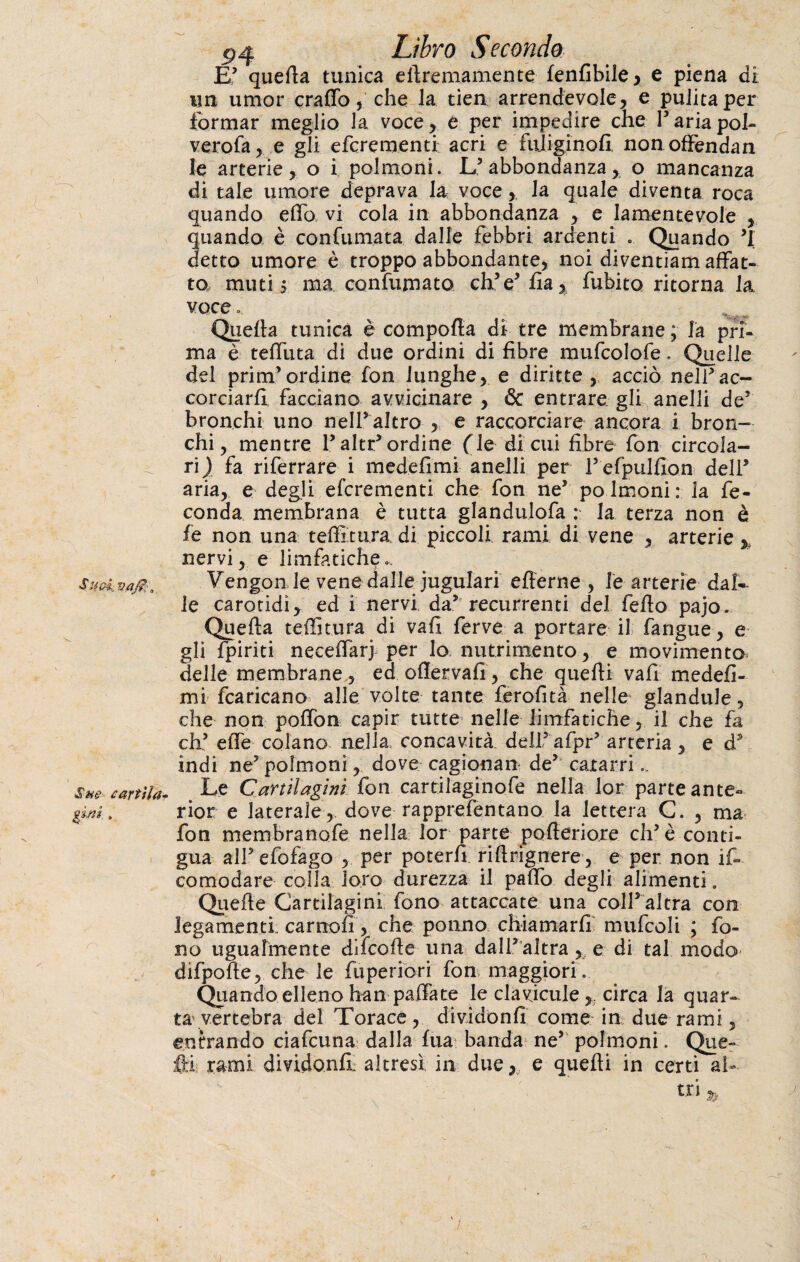 Suol vaj?, Sue cattila» pnì . Libro Secondo E’ quella tunica elìremamente lenfibile > e piena di un umor craffo, che la tien arrendevole, e pulita per formar meglio la voce-, e per impedire che T aria poh verofa, e gli efcrementi: acri e fiiliginofi, non offendan le arterie, o i polmoni. L’abbondanza, o mancanza di tale umore deprava la voce, la quale diventa roca quando effo vi cola in abbondanza , e lamentevole , quando è confumata dalle febbri ardenti . Quando ’l detto umore è troppo abbondante, noi diventiam affat¬ to, muti 5 ma confumato eh5e’ fia, fubito ritorna la voce .. Quella tunica è comporta di tre membrane ; la pri¬ ma è tellina di due ordini di fibre mufcolofe. Quelle del prirrfordine fon lunghe, e diritte , acciò nell’ac¬ corciarli facciano avvicinare , & entrare gli anelli de’ bronchi uno nelFaltro , e raccorciare ancora i bron¬ chi, mentre F altr’ ordine (le di cui fibre fon circola¬ ri ) fa riferrare i medefimi anelli per F efpulfion dell’ aria, e degli eferementi che fon ne’ polmoni: la fe¬ conda membrana è tutta glandulofa : la terza non è fé non una teff tura, di piccoli rami di vene , arterie % nervi, e limfatiche Vengon le vene dalle jugulari erterne , le arterie dal-- le carotidi y ed i nervi, da’ recurrenti del fello pajo. Quella teffitura di vali ferve a portare il fangue, e gli fpiriti neceffarj per lo nutrimento, e movimento- delie membrane , edoflervafi, che quelli vafi medefi¬ mi {caricano alle volte tante ferofità nelle gianduia, che non poffon capir tutte nelle limfatiche, il che fa eh’ effe colano nella, concavità, dell’ afpr’ arteria } e d5 indi ne5 polmoni, dove cagionai! de’ catarri.. Le Cartilagini fon cartilaginofe nella lor parte ante- rior e laterale, dove rapprefentano la lettera C. , ma fon membranofe nella lor parte polteriore eh5 è conti¬ gua alFefofago , per poterli riflrignere, e per non if- comodare colla loro durezza il paffo degli alimenti. Quelle Cartilagini fono attaccate una coll’altra con legamenti, carnofi, che potino chiamarli mufcoli ; fo¬ no ugualmente diicolle una dall’ altra , e di tal modo difpofte, che le fuperiori fon maggiori. Quando elleno han pallate le clavicule circa la quar- ta vertebra del Torace, dividonfi come in due rami, entrando ciafcuna dalla fua banda ne5 polmoni. Qua¬ rti rami dividonfi; altresì in due, e quelli in certi al¬ tri h j