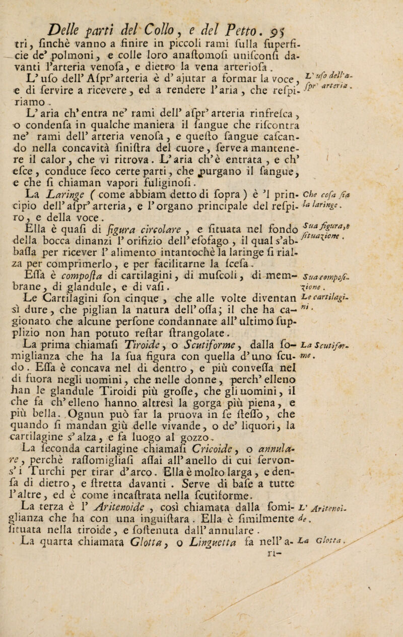 tri, finché vanno a finire in piccoli rami fulla fuperfi- - eie de’ polmoni, e colle loro anaftomofi unifeonfi da¬ vanti l’arteria venofa, e dietro la vena arteriofa . ' L’ ufo dell’ Alpr’arteria è d’ajutar a formar la voce, L'ufodell'a- e di fervire a ricevere, ed a rendere l’aria, che refpi- -®r arleua * riamo . L’aria ch’entra ne’ rami dell’ afpr’arteria rinfrelca , o condenfa in qualche maniera il langue che rilcontra ne’ rami dell’ arteria venofa, e quello fangue cafcan- do nella concavità fìniftra del cuore, ferve a mantene¬ re il calor, che vi ritrova. L’aria eh’è entrata , e eh* efee , conduce feco certe parti, che purgano il fangue, e che fi chiaman vapori fuliginofi. La Laringe ( come abbiam detto di fopra ) è ’l prin- che cofa jta cipio dell’afpr’arteria, e l’organo principale del refpi- ^laringe, ro, e della voce. Ella è quali di figura circolare , e limata nel fondo Suafizura>* della bocca dinanzi l’orifizio dell’efofago , il qual s’ab- tstuaiiCne • bada per ricever 1’ alimento intantochè la laringe fi rial¬ za per comprimerlo, e per facilitarne la fcefa „ Ella è compofla di cartilagini, di mufcoli, di mena- suacompofi- brane, di glandule, e di vali. \icne . Le Cartilagini fon cinque , che alle volte diventan Le cartilagi¬ ni dure , che piglian la natura dell’olla; il che ha ca- nt • gionato che alcune perfone condannate all’ultimo fup- plizio non han potuto reftar ftrangolate. La prima chiamali Tiroide, o Scutiforme, dalla fo- La Scutìfm- miglianza che ha la fixa figura con quella d’uno feu- me* do. Efia è concava nel di dentro, e più convella nel di fuora negli uomini, che nelle donne, perch’elleno han le glandule Tiroidi più grolle, che gli uomini, il che fa ch’elleno hanno altresì la gorga più piena, e più bella. ,Ognun può far la pruova in fe fteflò, che quando fi mandali giù delle vivande, o de’ liquori, la cartilagine s’alza, e fa luogo al gozzo. La feconda cartilagine chiamali Cricoide, o annula- re, perchè rallomigliafi aliai all’anello di cui fervon- s’i Turchi per tirar d’arco. Ella è molto larga, eden- fa di dietro, e ftretta davanti . Serve di bafe a tutte l’altre, ed è come incaftrata nella feutiforme. La terza c 1 ^tritenoide , cosi chiamata dalla forni- L' jd.vìtetici- glianza che ha con una inguiftara . Ella è fimilmente de % limata nella tiroide, e foftenuta dall’annulare . La quarta chiamata Ciotta, o Linguetta fa nell’ a- dotta ri-