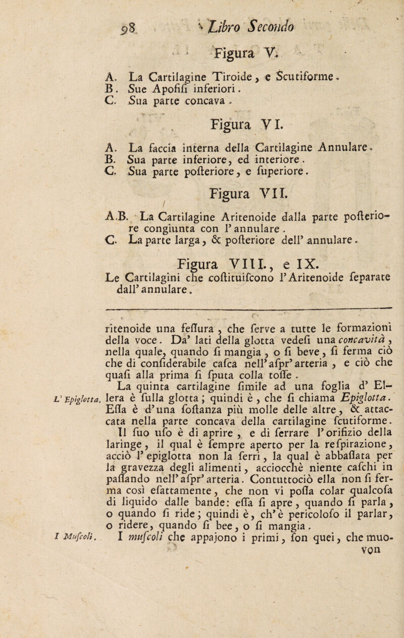 5» 8 ** Libro Secondo Figura V. A. La Cartilagine Tiroide , e Scutiforme « B. Sue Apofifi inferiori. C. Sua parte concava - Figura VI. v “ ' J -.f • ■ - , \ \ __ _ A. La faccia interna della Cartilagine Annulare. B. Sua parte inferiore, ed interiore. C. Sua parte pofteriore, e fuperiore. Figura VII. A.B. La Cartilagine Aritenoide dalla parte poflerio- re congiunta con F annulare . C- La parte larga, & pofteriore dell5 annulare. I r'” ' _ ; ^ • VX Figura Vili., e IX. Le Cartilagini che coftituifcono F Aritenoide feparate dalF annulare. ritenoide una fellura , che ferve a tutte le formazioni della voce. Da’ lati della glotta vedefi una concavità > nella quale, quando fi mangia , o fi beve, fi ferma ciò che di confiderabile calca nelFafpr’arteria , e ciò che quali alla prima fi fputa colla tolfe . La quinta cartilagine limile ad una foglia d* El- ' spigiona, lera è filila glotta; quindi è, che fi chiama Epiglotta.' Elia è d’una foftanza più molle delle altre, & attac¬ cata nella parte concava della cartilagine fcutiforme. Il fuo ufo è di aprire , e di ferrare F orifizio della laringe, il qual è fempre aperto per la refpirazione, acciò F epiglotta non la ferri, la qual è abballata per la gravezza degli alimenti, acciocché niente cafchi in pafiando nelFafpr’ arteria. Contuttociò ella non fi fer¬ ma così efattamente, che non vi polla colar qualcofa di liquido dalle bande: elfa fi apre, quando fi parla, o quando fi ride; quindi è, ehè pericolofo il parlar, o ridere, quando fi bee, o fi mangia. Mufcolt, I mufcoli che appaiono i primi, fon quei, chemuo- von