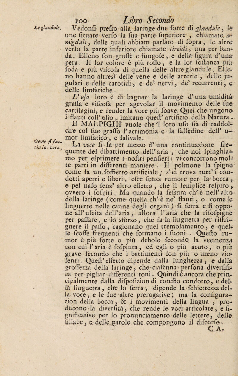 L e gianduii. Qoms fi fac- cia la vacc , en ïoo Libro Secondo Vedonfi prefso alla laringe due forte di gì anditie y le une fi tua te verfo la fua parte fuperiore , chiamate,^* migdaii , delle quali abbiam parlato di fopra, le altre verfo la parte inferiore chiamate tiroidi , una per ban¬ da. Elleno fon grolle e fungale , e della figura d’una pera. Il lor colore è più rodo, e la lor follanza più loda e più vifcofa di quella delle altre glandule. Elle¬ no hanno altresì delle vene e delle arterie , delle iu¬ gulari e delie carotidi, e de5 nervi, de’ recurrenti, e delle limfatiche . U ufo loro è di bagnar la laringe d?una umidità' graffa e vifcofa per agevolar il movimento delle fue cartilagini, e render la voce più foave. Quei che ungono i flauti colf olio , imitano quell5 artifizio della Natura. Il MALPIGHI vuole che’l loro ufo fia di raddol¬ cire col fuo graffo P acrimonia e la falfedine dell5 u- mor limfatico, e falivale; La voce fi fa per mezzo d5 una continuazione fre¬ quente del dibattimeuto fieli’aria , che noi funghia¬ mo per efprimere i noff ri pen fieri : vi concorrono mol¬ te parti in differenti maniere . Il polmone la fpigne come fa un foffietto artìfiziale; s’ei trova tutt’i con¬ dotti aperti e liberi , efce fenza rumore per la bocca5 e pel nafo fenz’ altro effetto, che il femplice refpiro* ovvero i fofpiri. Ma quando la fefsura eh’è nell’alto della laringe (come quella eh’è ne’ flauti, o come le linguette nelle canne degli organi) fi ferra e fi oppo* ne all’ufcita dell’aria, allora Pària che la rifofpigne per paffàre, e lo sfòrzo, che fa la linguetta per rifiri- gnere il paffo, cagionano quel tremolamento > e quel* le feoffe frequenti che formano i fuoni . Quello ru¬ mor è più forte o più debole fecondo la veemenza con cui Paria è fofpinta, ed egli o più acuto, o più grave fecondo che i battimenti fon più o meno vio* lenti. Quell’effetto dipende dalla lunghezza, e dalla groffezza della laringe, che ciafcuna* perfona diverfifi* ca per pigliar' differenti toni. Quindi è ancora che prin¬ cipalmente dalla difpofizion di coteflo condotto, e del¬ la linguetta, che lo ferrai dipende la fehiettezza del¬ la voce -, e le fue altre prerogative; ma la configura- zion della bocca , & i movimenti delia lingua , prò* dùcono la diverfità, che rende le voci articolate, e fi- gnificative per lo pronunciamento delle lettere, delle* fiilabe, a delle parole che compongono il difeorfov