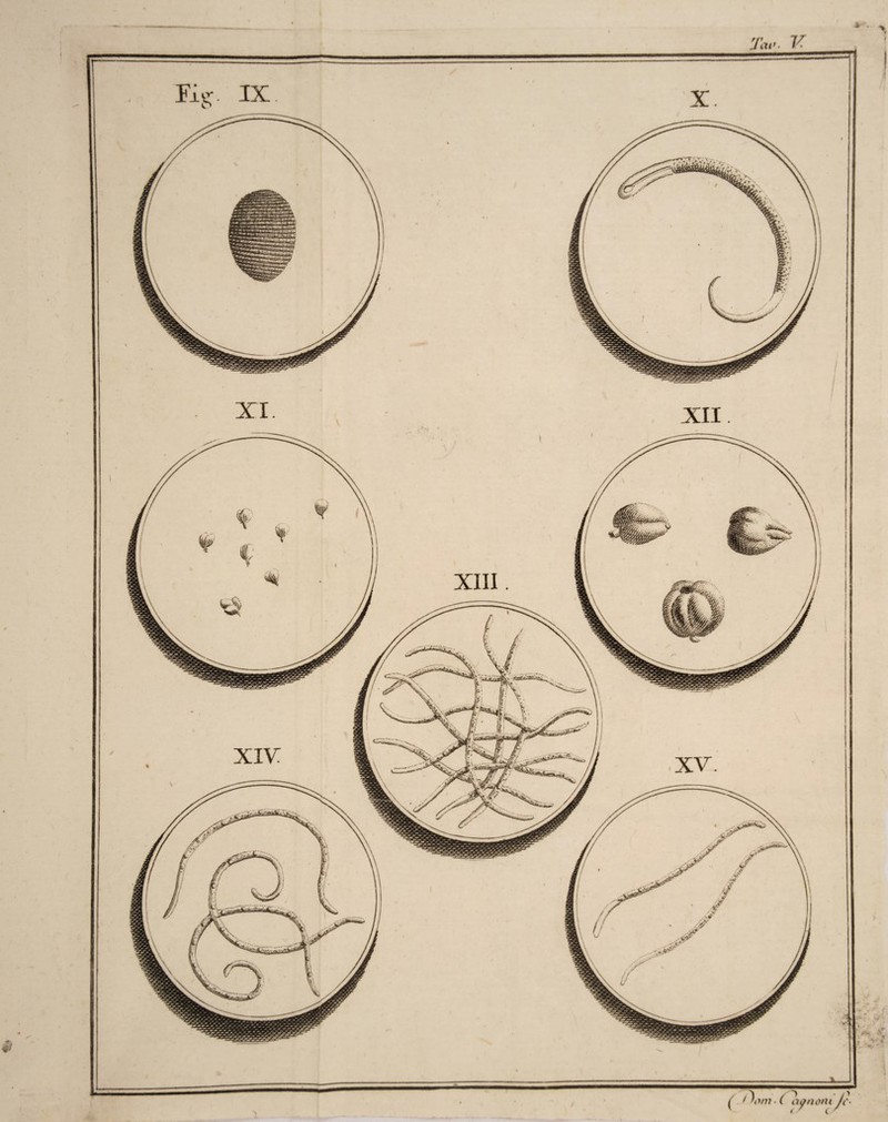 Taf.. V xiv % XV. ( 1 \>fii ■ ( ~iiynotu Jc' XII XIII. ■it K.