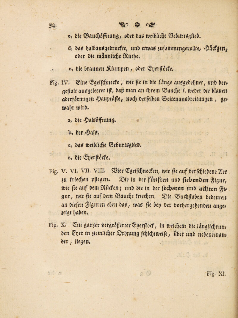 / ' / ■* • £ ' ' - $% ’ , JK ■ - * e, Me CSMidjcfftuiiti}, ®b« öa«f weiblic&e ©eburrgglieb. a, tag halbauggebrucfre, unb erwäg jufammengeroffre, J55cfgen? eher Me männliche Slurhe. e, bie braunen plumpen, ober St;er|Tecfe. Fig. IV. Sine Sgelfcfjitecfe, wie jte in bie tätige auggebehner, unb bet* geflalt auggeieeret i|t, baß man an ihrem ©audje f. Weber bie Wauen «berfSrntigen Jpauptaße, nod) berfeiben ©eirenaugbreirungen , ge« wahr wirb. I a, bie -Oatgoffnung. b, ber #afg. c, bag weibitefje ©eburfgglfeb. e, bie Sperjlocfe. * ^ . V Fig. V. VI. VII. VIII. &ier Sgelfeßnecfett, wie j!e auf rerfcfjiebene 2fr* ju frieren pflegen, ©te in ber fünften unb ftebenben gigiir, wie jle auf bem öiücfen; unb bie in ber feefcsten unb aefcren §i< gur, wie jte auf bem ^Sattc&e friedjen. ©ie iSud) (laben bebeureu an biefen Figuren eben bag, wag jte bet; ber perjjergehenben ange« jeigt haben. * Fig. X. Sin ganjer »ergroferrerSperjlocf, in welchem Me fnngfidjrum ben St;er in jiemlicfeer £>rbmmg fcjjic&eweife, ftber unb nebenetnan» ber, Hegen,