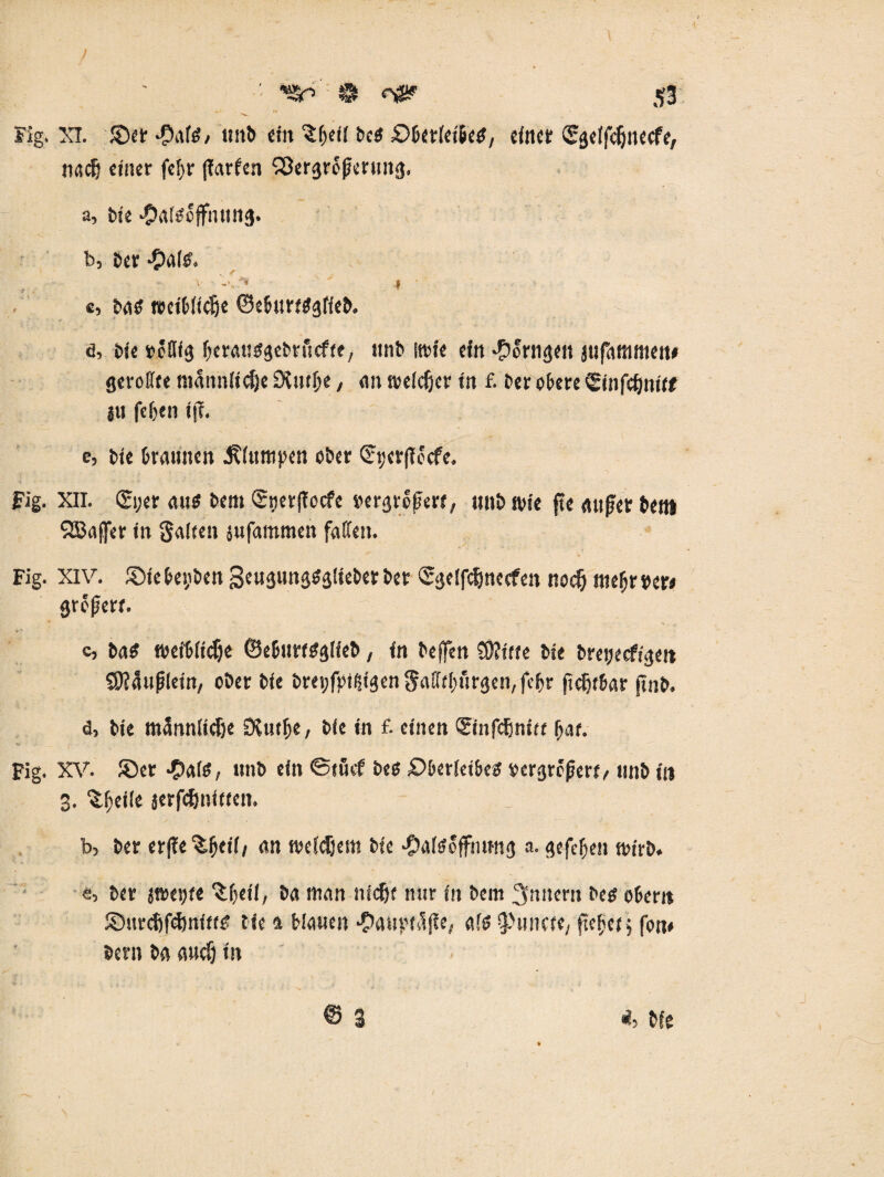 ■! \ Fig. XI. ©ft $afs, ttitb ein ?^ff( bcs £>betietbes, eiltet ©geifdjnecfe, tiadj ctiter fef)t (färben SSergroperung. a, Me ^aiScjfnttng. b, Der -OdlS. v -  i • c, weibliche ©eburtSgfieb. d, Me rottig perausgebtfiefte, unb jttie ein #orngeit jufaßiitiett« gerollte niannltcije 9{utf;e, an melcfier in f. Der obere ©nfdjnitf SU fefjen tjT. e, Me Maulten J?iuttipen ober ©yerflocfe. Fig. XII. (Syer aus bem ©yerjlocfc »ergte^ert, unb iMe (te außer betti SBaffer in Saiten sufammeit faßen. Fig. XIV. ©tebeyben geugungSgiteberber ©geifdjnecfett nodj ttieljrber» große«. c, ba$ «Htbiidje ©eburtsgiieb, in beffen SÖJtfte Me breyeefsgett SftäufÜein, ober bie breyfptßigen Saßtinirgen, fef>r ftcfjtbar pnb. d, bie m4nniicije SXutfje, bie in f. einen ©nfdjnitt pat. Fig. XV. ©er Jpais, unb ein ©tuef bes £>berietbes vergrößert/ tinb in 3. Sfjeiie serfefjnitfcn. b, ber erpe^peii/ an weicJjem Me -OaitfofFiumg a. gefepen rnirb. e, ber impfe ^fjeii, ba man niefjt nur in bem Ämtern bes ober« ©urcfjfcJtnfttS tie a Mauen ‘paut'tilffe, afs ^wicte, fiepet 5 fon* bem ba auc§ in *' • *• \ * 4 = ' ■ > .4- i * V* N,- i-