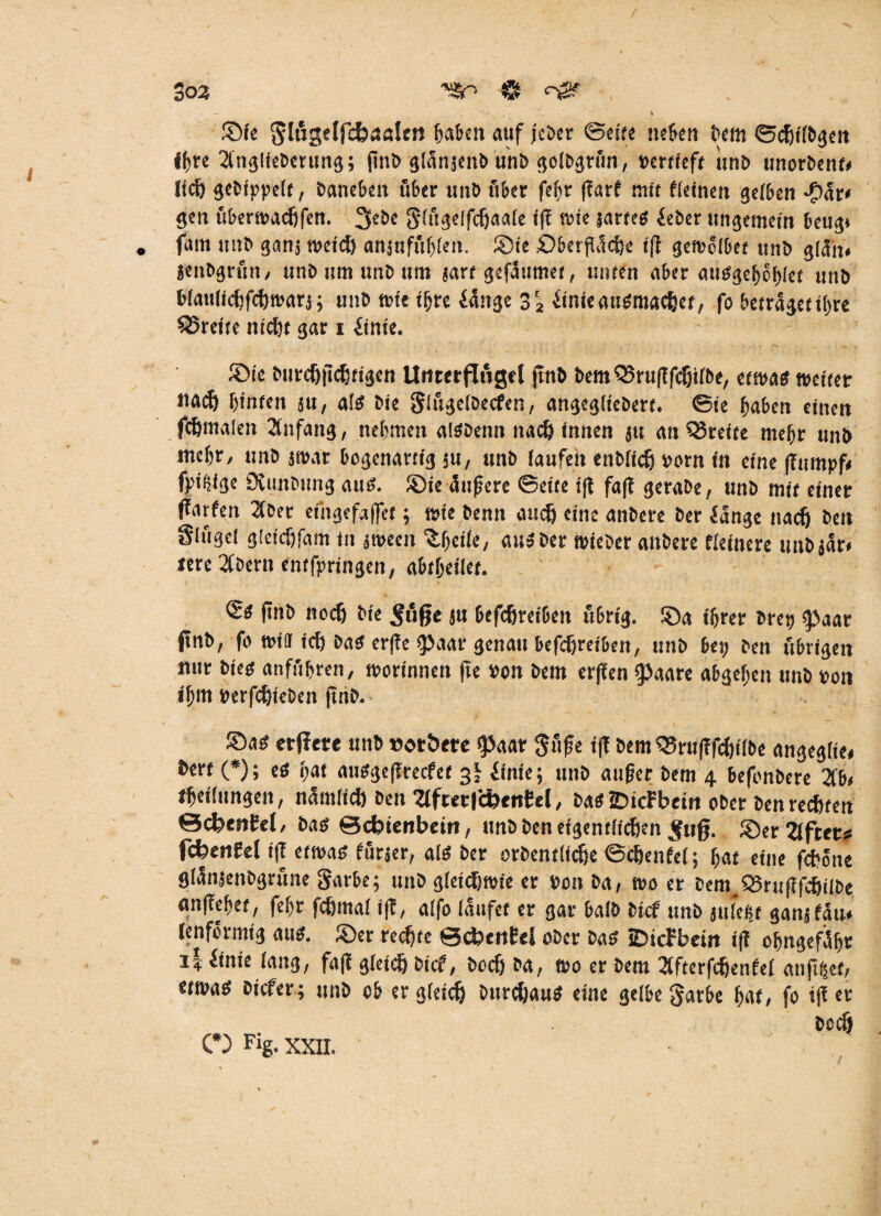 So3 I ©ie Slngeffchaöltn haben a»f jeber ©ei« neben bem ©cfjil&gen Ihre 2(nglieberung; ßnb glänjenb unb golbgrun, bertieft unb unorbent» (ich gebippelt, bancbcn über iinb über fcf»r ffarf mit deinen gelben J!)är< gen überwadjfen. 3ebe Slügelfdjaale ifE wie sartes feber ungemein beug» fam unb ganj meid) anjufühleit. ©ie ©berßüche iß gerne!bet unb giän» jenbgrftn, unb um unb um jart gefaumet, unten aber ausgehbhlet unb blatilichfchwarj; unb wie ißre fange 3'2 finieausroachet, fo betraget*!)« SJreite nicht gar i finie. ®ie burchßdljfigett Unterfinge! ßnb bemQJrußfcSjilbe, etwas weiter itad) hinten ju, als bie Slugelbecfen, angegliebert. ©te haben einen fdjntalen Anfang, nehmen alSbenn nach) innen ju an QJreite mehr unb mehr, unb jwat bogenartig ju, unb laufen enblich born in eine ßmnpß fpiftige Ovunbung aus. ©ie äußere ©eite ifl fa(l gerabe, unb mit einer ffarfen 2(ber ethgcfaffct; wie benn auch eine anbere ber fange nach ben Singe! gietcßfam in jmeen ^bcilc; aus ber wieber anbere fleinere uubiär* lere 2tbern entfpringen, abtheilet. <£$ ßnb noch bte $uße ju befdjreibeit übrig, ©a ihrer bret; «paar finb, fo wil icfj bas erffe $}aar genau betreiben, unb bei; ben übrigen nur bieg anfüßren, worinnen (te bon bem erßen (paare abgehen unb bon ißm berfchteben ßnb. ©a$ erfiete unb »ot&tte (paar Süße iß bem (Brußfcfjilbe angegltei bert (*); es hat ausgeßreefet 3! finie; unb außer bem 4 befonbere 2tb< theüungen, nämlich ben 2lfrecfc»entel, bau ©icFbein ober ben rechten <3d?enFel, Dag Schienbein, unb ben eigentlichen Suß. ©er Zifrer? ftfcenfel iß etwas fütjer, als ber orbentüche ©djenfel; hat eine fchöne glänjenbgrune Sarbe; unb gleichwie er bon ba, wo er bem^SSrußfehiibe anßehet, feßr fchma! iß, a(fo laufet er gar halb fcief unb juleht ganjfäu« lenformtg aus. ©er rechte ©c&cnfel ober bas ©icFbein iß ohngefäßt finie lang, faß gleich bief, boef) ba, wo er bem 2tfterfdjenfel anfi^et, etwas biefer ; unb ob er gleich Durchaus eine gelbe Sarbe (jat, fo iß er bC#