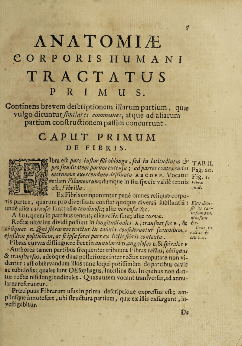 Jl* ANATOMIiE CORPORIS HUMANI TRACTATUS PRIMUS. Continens brevem defcriptionem illarum partium , qu^ vulgo d'icuntVivJi?m\ares communes, atque ad aliarum partium conftru&ionempaflim concurrunt . CAPUT PRIMU M DE FIBRIS. Ibraefl pars inflarfili oblonga,fed in latitudinem & pro fundit at em parum extenja ; ad partes contexendas motumve exercendum deftinata ascdef. Vocatur Filamentum;dumque in fua fpecie valde tenuis eft, Fibrilla. Ex Fibris componuntur pene omnes reliquae corpo¬ ris partes , quarum pro diverfitate conflat quoque diversa fubftantia : und& aliae carnofa funt;aliae tendinofa; aliae nervofx Szc, A litu, quem in partibus tenent, aliae retia flint; aliae curva. Reflae ulterius dividi pofTunt in longitudinales a , tranfverfis b , Si obliquas c. §>uifibrarum trattus in tabula considerantur fecundum—» ejufdem pofitionem, ac fi ipfa foret pars ex di elis fibris contexta . Fibras curvas diflinguere licet in annulares u^augulofas e,Si fpirales f Authores tamen partibus frequenter tribuunt Fibras reftas, obliquas Sc tranfverfas, adebque duas polleriores inter reflas computare non vi¬ dentur : ad obfervandum illos tunc loqui potiflimftm de partibus cavis ac tubulofis; quales funt OEfophagus, Inteftina &c. In quibus non dan¬ tur reflas nifi longitudinales. Quas autem vocant tranfverfas,adannu~ laresrcferuntur. Praecipuus Fibrarum ufus in prima defcriptlone exprcfTus eft; am- pliufque innotefeet, ubi druftura partium, quae ex illis exfurgunt, in- yeffigabitur. TAB.II. Pag. 20. Fig.i. fibret quid. Ejus divi- Jio i'n car- nofarnjey;. dinofam &c. Itsm m retias & curvas.