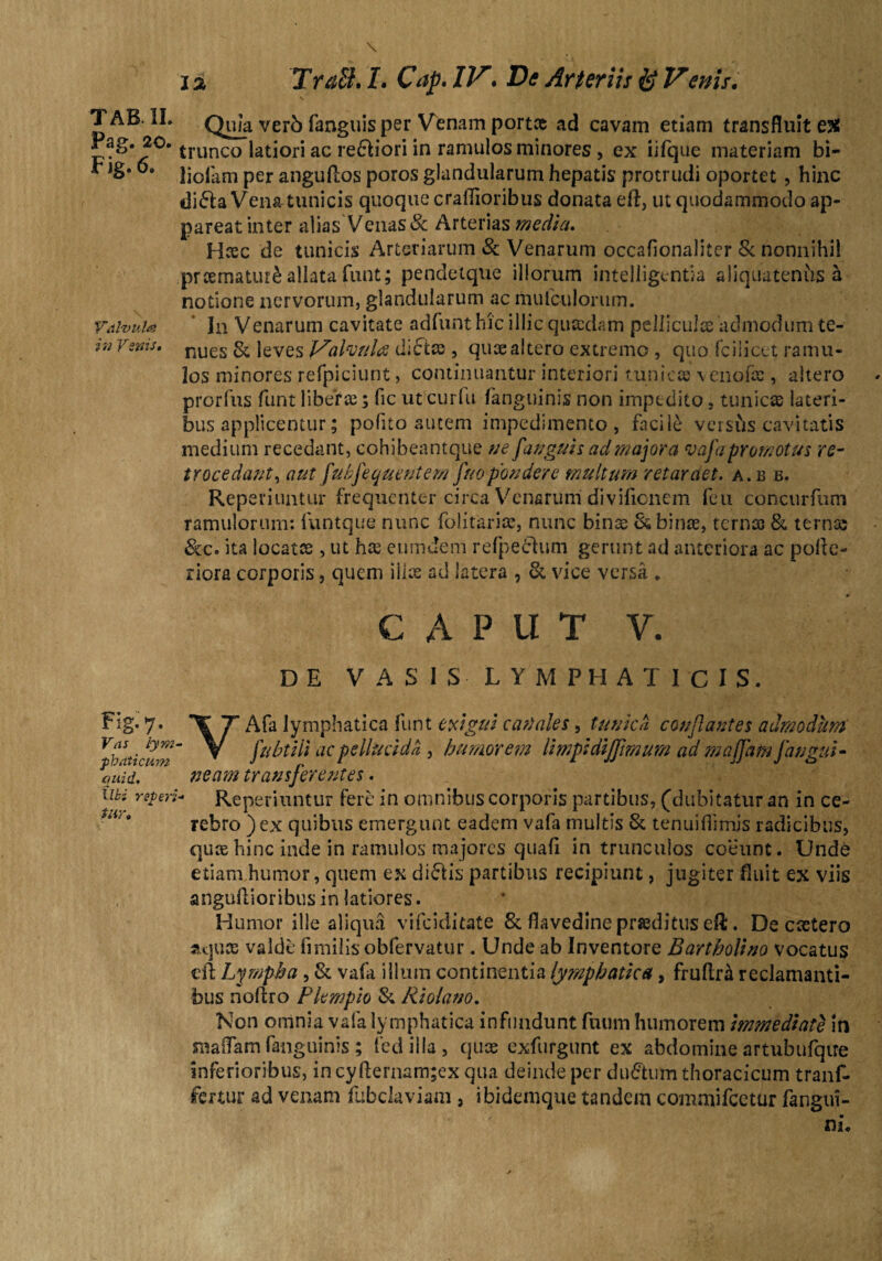 Pag. 20. Fig.6. Valvula in Vinis. Fig-7. Vas lym¬ phaticum quid. Ubi repcri tur. \ j 2 Trdh I. Cap. IV. De Arteriis & Venis. Quia verb fanguis per Venam portce ad cavam etiam transfluit e# trunco latiori ac re&iori in ramulos minores, ex iifque materiam bi- lioiam per angudos poros glandularum hepatis protrudi oportet, hinc di£la Vena-tunicis quoque craffioribus donata eft, ut quodammodo ap¬ pareat inter alias Venas Sc Arterias media. Haec de tunicis Arteriarum & Venarum occafionaliter & nonnihil prcematuri allata funt; pendetque iliorum intelligentaa aliquatenus a notione nervorum, glandularum ac mufculorum. In Venarum cavitate adfunt hic illic quaedam pelliculae admodum te¬ nues & leves Valvula ditias, quae altero extremo , quo fciiicet ramu¬ los minores refpiciunt, continuantur interiori tunicae venofas, altero prorfus funt liberoe; fic ut curfu (anguinis non impedito, tunicae lateri¬ bus applicentur; polito autem impedimento, facile versus cavitatis medium recedant, cohibeantque ne [anguis ad majora va[a promotus re¬ trocedant■, aut [ub[equentem [uopondere multum retardet, a.bb. Reperiuntur frequenter circa Venarum divifienem feu concurfum ramulorum: funtque nunc folitariae, nunc binse &binre, terna? & terna; Scq. ita loeatee , ut hae eumdem refpeblum gerunt ad anteriora ac polxe- riora corporis, quem line ad latera , & vice versa . C A P U T V. DE VASIS LYMPHATICIS. VAfa lymphatica funt exigui canales, tunica conflantes admodum [tibuli ac pellucida , humorem UwpldiJJmum ad majjam [angui¬ neam trans[erentes. - Reperiuntur fere in omnibus corporis partibus, (dubitatur an in ce¬ rebro )ex quibus emergunt eadem vafa multis & tenuiflimis radicibus, quas hinc inde in ramulos majores quafi in trunculos coeunt. Unde etiam humor, quem ex di&is partibus recipiunt, jugiter fluit ex viis anguftioribus in latiores. Humor ille aliqua vifeiditate 8c flavedine praeditus efl;. De caetero aquae valde fimilis obfervatur. Unde ab Inventore Bartholino vocatus eft Lympha , Sc vafa illum continentia lymphatica, fruflr^ reclamanti¬ bus noltro Plempio Sc Riolano. Non omnia vafa lymphatica infundunt fuum humorem immediate in maflam fanguinis ; fedilla, quae exfurgunt ex abdomine artubufqire inferioribus, in cyfternam;ex qua deinde per du£tum thoracicum tranf- fertur ad venam fubclaviam, ibidemque tandem commifcetur fangui- nL