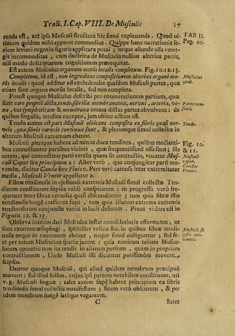 rendaefl:, aut ipfii Mufculi ftru&ura hic fimul explananda. Quod ul- u. timum quidem mihi apparet commodius . Quippe hanc narrationis fe* 20. riem leviori negotio figuris applicare potui ; neque aliunde ulla emer¬ git incommoditas , cum doctrina de Mufculis nullius alterius partis, nili modo defcriptaruna cognitionem prasrequirat. Eft autem Mufculus organum motbs localis completum. Fig. r o. 12. r 3. Completum, id eft , non ingrediens compofitionem alterius organi mo- Mafculm tus localis : quod additur ad excludendas quafdam Mufculi partes 3 qu& ^Ulda etiam funt organa motus localis, fed non completa. Potefl; quoque Mufculus defcribi per enumerationem partium, quae funt caro proprie ditidfendofibrilla membranacea^ nervus, arteria, ve- ?artesvm* na , vas lymphaticum & membrana omues ditias partes obvolvens 2 de fculi* quibus fingulis, tendine excepto, jam obiter acium eft. Tendo autem eft. pars Mufculi albicans compoftta ex fibris quafi ner- Tendo, veis , qua fibris carneis continua funt s & plerumque fimul colletice in alterum Mufculi extremum abeunt. Mufculi plerique habent ad minus duos tendines , quibus medianti- pig. I0; fons conneCluntur partibus vicinis , quae frequcntilfime olTa funt; ille & 11. autem, qui conne&itur parti versiis quam fit contractio, vocatur Muf- Mufculi culi Caput feuprincipium a : Alter vero , quo conjungitur parti mo- vendas, dicitur Cauda five Finis c. Pars vero carnofa inter extremitates venuf media , Mufculi Venter appellatur b. Fibrae tendinofae in ejufmodi extremisMufcuIi fimul colle&ce Ten¬ dinem conftituunt faepius valde confpicimm : in progreffu vero fre¬ quenter inter fibras carnofas quafi abfeonduntur ; tum quia fibras illas tendinofis long£ crafiicres funt , tum quia illarum extrema extremis tendinofarum conjun&a variis in locis definunt . Prout videre efl in •J Figuris 12. & 13 B Obferva interim dari Mufculos infiar annuli latioris efformatos , ut funt externus cefophagi , fphin&er veficae &c. in quibus fibras tendi- Mufculi fi nofse neque in extremum abeunt , neque fimul colliguntur ; fed fe- ^/0J' mo~ re per totum Mufculum fparfis jacent : quia nimirum talium Mufcu- lorum operatio non ita tendit in aliarum partium , quam in propriam contraCtionem , Unde Mufculi illi dicuntur potiflimum movere^» feipfos. Dantur quoque Mufculi, qui aliud quidem membrum prcecipu£ movent; fed illud foifim, cujus ipfi partem notabilem conftituimt, uti v.g. Mufculi linguae : tales autem fisp& habent principium ex fibris tendinofis fimul collegiis manifeftum ; finem verb obfcurum ? &per idem membrum long& lateque vagantem. C Inter