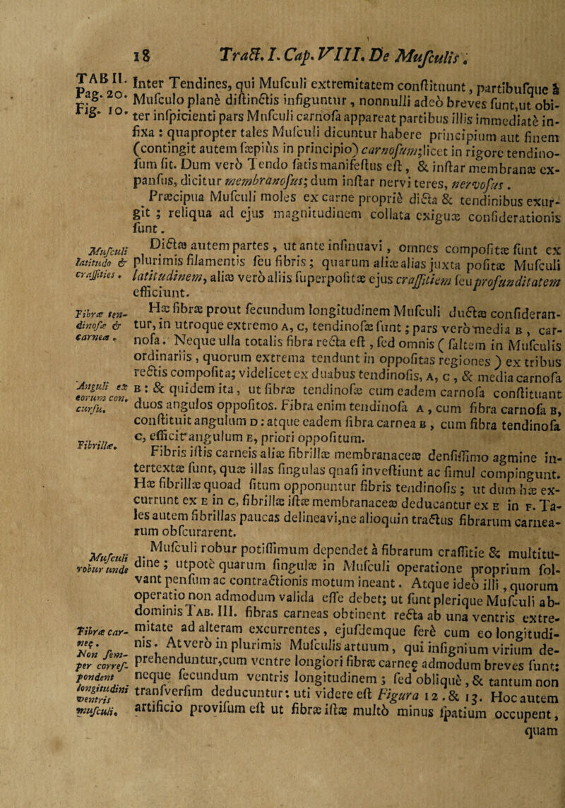 TABIL Pag. 20. Fig. io» Mufculi latitudo & crajjities * Fibra ten¬ dinofa & carnea * 'Anguli ex eorum con* curfu. 'Fibrilla* Mufculi robur unde Fibra car- net; . JNon fem- fer corref- fondent longitudini ventris mufculi* 18 TraB. I. Cap. VIII. De Mufculis. Inter Tendines, qui Mufculi extremitatem conftituunt, partibufque 5 Mttfculo planfe didinflis infiguntur, nonnulli ade6 breves funt,ut obi¬ ter infpkienti pars Mufculi carnofa appareat partibus illis immediate in¬ fixa : quapropter tales Mufculi dicuntur habere principium aut finem (contingit autem fiepius in principio) carnofum;Y\cet in rigore tendino- fum fit. Dum vero Tendo fatis manifedus eft, & indar membrana: ex¬ pandis, dicitur membramfus; dum indar nervi teres, nervofus . Praecipua Mufculi moles ex carne proprii diffla & tendinibus exur- git ; reliqua ad ejus magnitudinem collata exiguae confiderationis funt. Diditu autem partes , ut ante infinuavi, omnes compofitte funt ex plurimis filamentis feu fibris; quarum ali® alias juxta polita; Mufculi latitudinem, ali® ver6 aliis fu perpolit® ejus craffitiem feu profunditatem efficiunt. r J H® fibr® prout fecundum longitudinem Mufculi dudl® confideran- tur, in utroque extremo a, c, tendinof® funt; pars verotnedia b , car¬ nofa . Neque ulla totalis fibra recta ed , fed omnis ( fidem in Mufculis ordinariis , quorum extrema tendunt in oppofitas regiones ) ex tribus refliscompofita; videlicet ex duabus tendinofis, A, c, & media carnofa b : & quidem ita, ut fibr® tendinof® cum eadem carnofa conditttant duos angulos oppofitos. Pibra enim tendinofa a , cum fibra carnofa b, condituit angulum d ; atque eadem fibra carnea b , cum fibra tendinofa c, efficit angulum e, priori oppofitum. Fibi is idis carneis ali® librili® membranace® denliffimo agmine in¬ tertexi® funt, qu® illas lingulas qnafi invediunt ac firnul compingunt. H® fibrillae quoad litum opponuntur fibris tendinofis ; ut dum b® ex¬ currunt ex e in c, fibrillae id® membranace® deducantur ex e in f. Ta¬ les autem fibrillas paucas delineavi,ne alioquin traflus fibrarum carnea¬ rum obdurarent. .. Mufculi robur potiffimum dependet a fibrarum craffitie & multitu¬ dine ; utpote quarum finguls in Mufculi operatione proprium fol- vant penfum ac contraaionis motum ineant. Atque ideo illi, quorum • • TT* t | f ^ ; ut funt plerique Mufculi ab¬ dominis i ab. 111. fibras carneas obtinent refla ab una ventris extre¬ mitate ad alteram excurrentes, ejufdemque ferf cum eo longitudi¬ nis. Atveroin plurimis Mufculis artuum, qui infignium virium de¬ prehenduntur,cum ventre longiori fibr® carneg admodum breves funt: neque fecundum ventris longitudinem ; fed oblique, & tantum non tranfverfim deducuntur: uti videreed Figura 12 .& 13. Hocautem artificio piovifumell ut fibr®id® multo minus ipatium occupent, quam