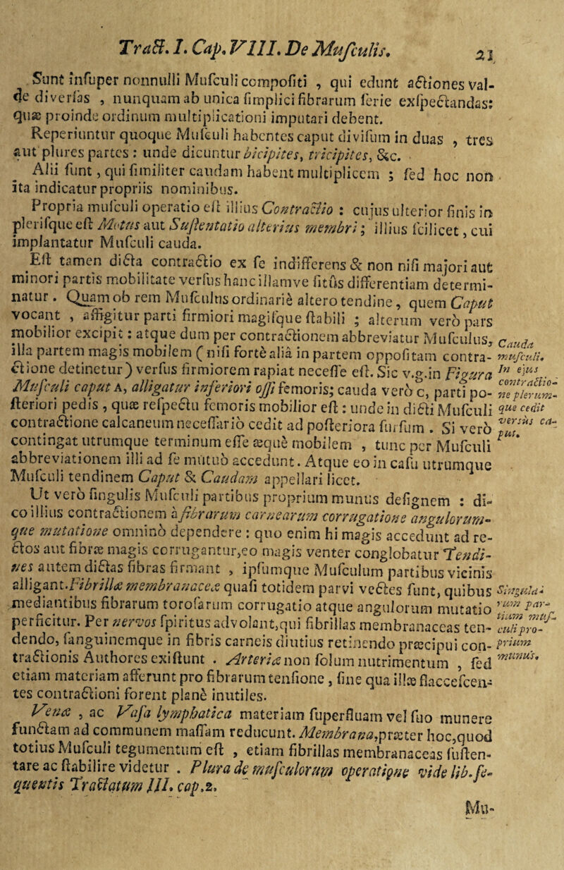 Sunt mfuper nonnulli Mufculi ccrnpofiti , qui edunt a&iones val¬ de divertes , nunquam ab unica fimplici fibrarum ferie exfpectandas: qu^ proinde ordinum multiplicationi imputari debent. Reperiuntur quoque Mufculi habentes caput divifum in duas , tres aut plures partes : unde dicuntur bicipites, tricipites, &c. • Alii funt, qui fimiiiter caudam habent multiplicem ; fed hoc non ita indicatur propriis nominibus. Propria mufcuJi operatio eft illius Contractio : cujus ulterior finis in plerifque di Metus aut Sujhntatio alterius membri; ' illius fcilicet, cui impJantatur Mufculi cauda. pJt tamen dibla contractio ex fe indifferens & non nili majori aut minori partis mobilitate verfushancillamve fitus differentiam determi¬ natur . Quam ob rem Mufculns ordinarii altero tendine, quem Caput vocant , affigitur parti firmiori magi fque flabili ; alterum vero pars mobilior excipit: atque dum per contractionem abbreviatur Mufculus, iilu. partem magis mobilem nifi forte alia in partem oppofitam contra- mufculi, Ilione detinetur) verfus firmiorem rapiat neceffe efl. Sic v.g.in Figura ln e]“s . Mufculi caput a, alligatur inferiori off, femoris; cauda verae, parti po- ftenon pedis , quas refpechi femoris mobilior eff : unde in di&i Mufculi cedit contra&ione calcaneum neceffario cedit ad pofferiora furfurn . Si ver6 confingat utrumque tei minum efle £sque mobilem 5 tunc per Mufculi sbbreviationem illi ad fe mutuo accedunt. Atque eo in cafu utrumque Mufculi tendinem Caput St Caudam appellari licet. Ut vero lingulis Mufculi partibus proprium munus defignem : di¬ co illius contractionem rxjicruruvi carnearum corrugatioue angulorum*' que mutatione omninfc dependere : quo enim hi magis accedunt ad re- aos aut fibrae magis corrugantur,eo magis venter conglobatur tendi¬ nes autem di&as fibias firmant , ipfumque Mufculum partibus vicinis alligant.Fibrill* membranacea quafi totidem parvi vc&es funt, quibus Singulti* mediantibus fibrarum torofarum corrugatio atque angulorum mutatio Tay% perficitur. Pei neyvos fpiiitusadvolant,qui fibrillas membranaceas ten- culipro- dendo, fanguinemque in fibris carneis diutius retinendo praecipui con- ?rium traftionis Authorcs exi fiunt . Arteria non folum nutrimentum fed etiam materiam afferunt pro fibrarum tenfione 3 fine qua ili® flaccefcen- tes contractioni forent pian£ inutiles. Vena , ac Vafa lymphatica materiam fuperfluam vel fuo munere funflam ad communem m a fiam reducunt. Membra na7pvx te r hoc,quod totius Mufculi tegumentum eft , etiam fibrillas membranaceas fuften- tare ac ftabilire videtur . Plura de mu [culorum operatione videlib.fe* qu entis Ur allatum HL cop,2. Mu-