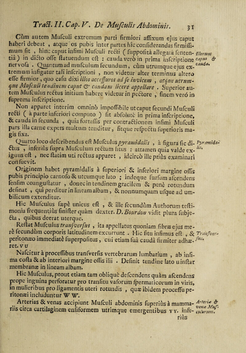 Tra&. II* Cap. . De Adufculls Abdominis, j x Cum autem Mufculi extremum parti firmiori affixum ejus caput haberi debeat , atque os pubis inter partes hic confiderandasfirmiffi- lnumfit , hinc caput infimi Mufculi reai ( fuppofita allegata fenten- jtiomm tia) in di5to ofie fiatuendum efi: : cauda ver6 in prima infcriptione caPut & nervofa . Quantum ad mu (culum fecundum, cum utrumque ejus ex-eauda* tremum infigatur tali infcriptioni , non videtur alter terminus altero efie firmior, quo calli dixi illos accefjuros adfe invicem , at§u e utrum- que Mufculi tendinem caput®' caudam licere appellare . Superior au¬ tem Mufculus re£tus initium habere videtur in pectore , finem vero in fuprema infcriptione. Non apparet interim omnino impoffibilc ut caput fecundi Mufculi re£li ( a parte inferiori computo ) fit abfolutc in prima infcriptione» cauda in fecunda , quiafortaffis per contra£lionem infimi Mufculi pars illa carne expers multum tenditur, fitque refpeftu fuperioris ma¬ gis fixa. Quarto loco defcribendus e fi Mufculus pyramidalis , a figura fic di- pyramida* 6ius , inferius fupra Mufculum re&um litus : attamen quia valde ex-lis' iguuseft , nec fiatim uti re&us apparet , idcirco illepriCts examinari confuevit. Originem habet pyramidalis a fuperiori & inferiori margine offis pubis principio carnofo & utcumque lato ; indeque furfum afcendens fenfim coanguflatur , donec in tendinem gracilem & pen£ rotundum definat , qui perditur in lineam albam, & nonnumquam ufque ad um¬ Hic Mufculus faspe unicus efi , & ille fecundum Authorum tefii- monia frequentias finifier quam dexter. D, Bourdon vidit plura fubje- £la , quibus deerat uterque. Refiat Mufculustranjverfus , ita appellatus quoniam fibrssejusme- rt lecund&m corporis latitudinem excurrunt . Hic fitu infimus efi , & Tranfvey* peritonaeo immediati fuperpofitus , cui etiam lua cauda firmiter ad ha?-^as* ret. v u Nafcitur a proceffibus tranfverfis vertebrarum lumbarium 5 ab infi¬ ma cofta & ab mteriori margine offis ilii . Definit tendine lato uinftar membranee in lineam albam. Hic Mufculus, prout etiam tam oblique defeendens qu£m afcendens prope inguina perforatur pro tranfitu vaforum fpermaticorum in viris, in mulieribus pro ligamentis uteri rotundis , quas ibidem proceffiupe- ritoncei includuntur W W. . Arterias & venas accipiunt Mufculi abdominis fuperius h mamma- Artsri*df1 riis circa cartilaginem enfiformem utrimque emergentibus yy. infe- rii^s