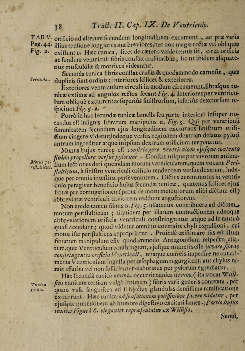 TAB.V. Pag. 44. Fig. 2. Secunda. Jkfctiis pe~ rijialiicus. Tunica tertia• Tract. II. Cap. IX. De Ventriculo. orificio ad alterum fecundum longitudinem excurrunt , ac pras varia illius tenfione longiores aut breviores,nec non magis rectas vel obliqua? exiftuntB. Htec tunica, licet de castero valde tenuis fit, circa orificia ac fundum ventriculi fibris conflat crudioribus, lic ut ibidem aliquate¬ nus mufculofas & motrices videantur. , > Secunda tunica fibris conflat eradis & quodammodo carnofis , quae duplicis funt ordinis; interiores fcilicet & exteriores. Exteriores ventriculum circuli in modum circumeunt,fibrafque tu- nicce extimas ad angulos re&os fecant Fig. 4. Interiores per ventricu¬ lum oblique excurrentes fuperifis finidrorfum, inferius dextrorfum re- Ipici unt Fig. 5» • a* Porrb in hac fecundos tunicae lamella feu parte interiori infuper no¬ tandus ellinfignis fibrarum manipulus b, Fig- $:. Qu[ per ventriculi fumrnitatem fecundum ejus longitudinem excurrens finiftrum orifi¬ cium cingere videtur;indeque verfus regionem dextram delatus pylori antrum ingreditur atque in ipfum dextrum orificium terminatur. Munus hujus tunicg efl confringere ventriculum e]uj'que contenta fluida propellere verfus pylorum . Conflat utique per vivorum anima¬ lium fe&iones dari quemdam motum vermicularem5quem vocant Feri- flaltkum, a finidro ventriculi orificio tendentem verfus dextrum, inde- que per omnia inteflina perfeverantem . Dictus autem motus in ventri¬ culo peragitur beneficio hujus fecundae tunicas, quatenus fcilicet ejus fibrae per corrugationem(prout de motu mufculorum alibi dictum eft} abbreviatae ventriculi cavitatem reddunt angudiorem. Non credo tamen fibras b, Fig. $. ullatenus contribuere ad di6luni^ motum periftaiticum ; fi quidem per illarum contra&ionem adeoque abbreviationem orificia ventriculi condringuntur atque ad fe mutui) quafi accedunt $ quod videtur omnino contraire chyli expulhoni , cui motus i de perijlalticus appropriatur , Proinde exidimare fas ed idum fibrarum manipulum ede quodammodo Antagonidam refpe£tu^alia¬ rum,quee Ventriculum condringunt, .ejufque muneris ede juvare fibras confringentes orificia Ventriculi, unaque cum eis impedire ne aut ali¬ menta Ventriculum ingeda per cefophagum regurgitent, aut chylus ni¬ mis affatim vel non diffidenter elaboratus per pylorum egrediatur. Hac fecunda tunica amota, occurrit tunica nervea ( ita vocat Willi- ftus tunicam tertiam vulgo intimam ) fibris varii generis contexta , per quam vadi (anguifera ad fubje£las glandulasdenfidima ramificatione excurrunt. Haec tunica od jtnjationem potijjimum facere videtur , per ejufque pun&ionem ab humore digedivo excitari fames. fiortiohujus tunica Figura 6. elegant tr reprafentatur e xWi Utfio. Senui-