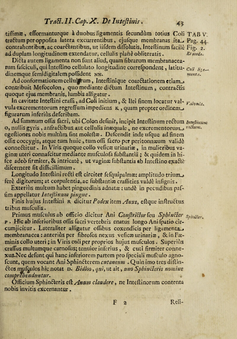 TraEI.ILCap.JZ. De Intejiims« 4^ tidlrna;, efformanturque k duobus ligamentis fecundiim totius Coii TAB V. traflumperoppofita latera excurrentibus, ejufque membranas ita_* Pag. 44, contrahentibus, ac coartantibus, ut iifdem diflolutis, Inteftinum facile Fig. 2. ad duplam longitudinem extendatur, cellulis plan£ abii texatis. Et unde. Dita autem ligamenta non funt aliud» quam librarum membranacea¬ rum fa ferculi, qui Inteftino cellulato longitudine correfpondent, latitu- coii diiiemque fe mi digi talem polfident nn.. menta? Ad conformationem cellulitum, Inteftinique coartationem Gtiam_j> contribuit Mefocolon, quo mediante ditum Inteftinum, contratis. quoque ejus membranis, lumbis alligatur» In cavitate Inteftini cralfi, ad Coli initium , & Ilei finem locatur val- volvuli vula excrementorum regreftum impediens k , quam propter ordineni-» figurarum inferius defcribam. Ad fummum oftis Cieri, ubi Colon definit, incipit Inteftinum retum fyttftinum o, nullis gyris;, anfratibus aut cellulis inaequale * ne excrementorum^ re&um. egeftiones, nobis rnultfira fint moleftce.. Defcendit indeufque ad finem ollis coccygis, atque tum huic,, tum olli lacro per peritonnaeum validi connetitur * In Viris quoque collo veficas urinariae, in mulieribus va¬ ginae uteri connafcitur mediante mufculofa fubftantia; & quidem in hi¬ rce adeo firmiter, & intricati» ut vagina fubftantia ab Inteftino e^ate difcernere fit difficillimum. Longitudo Inteftini reti eft circiter fefquipalmaetamplitudo triuixu fere digitorum; at corpulentia,ac fubftantiae cralfities valde infignis. Exterius multum habet pinguedinis adnatae: und£ in pecudibus paf- fim appellatur Intejiinum pingue.. Finis hujus Inteftini r dicitur Podex item Anu$> eftque inftrutus tiibus mufculis. Primus mufcnlus ab officio dicitur Ani Conflrictorfeu Sphincter $pMter* p. Hic ab inferioribus oifis facri vertebris enatus longo Ani fpatio cir¬ cumjicitur. Lateraliter alligatur oflibus coxendicis per ligamenta-* membranacea : anterius per fibrofos nexus veficae urinariae, & in Fa> minis collo uteri; in Viris coli per proprios hujus mufculos. Superius cralTus multumque carnofus; tenuior inferius , Sc cuti firmiter conne- xus.Nec defunt qui hanc inferiorem partem pro fpeciali mulculo agno- fcunt, quem vocant Ani Sphinterem cutaneum . Quin imo tres diftin- tos mulgulos hic notat d* Bldloo»qui, ut ait, una Sphincteris nomine comprehenduntur. c * Officium Sphin&eris edAnum claudere, ne Inteftinornm contenta nobis invitis excernamur * F 2 Reli-