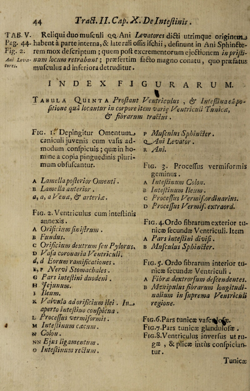 44 Traft. //. Cap. X. De Iatejiims. TAB.V. Reliqui duo mufcnli qq, Ani Levatores diFii utrimque origineou P«g* 44. habent a parte interna,& laterali offis ifchii, definunt in Ani Sphin&e- Fig. 2. rem mox defcriptum ; quem poli excrementorum eje&ionem inprifi- An? Leva-num locum retrahunt; praefertim facio magno conatu, quo profatus t(ires* mufculus ad inferiora detruditur. INDEX FIGURARUM. > Tabula Quinta Proflant Ventriculus , & Inteflinueapo- fitione qua locantur in corpore item varie Ventriculi 'Tunica, & fibrarum tra&us. Fig. i .Depingitur Omentum^» caniculi juvenis cum vafis ad¬ modum confpicuis; quce in ho¬ mine a copia pinguedinis pluri¬ mum obfufcantur. a Lamellapojlerior Omenti. B Lamella anterior , a, a, a Vena, & arter i es. Fig. 2. Ventriculus cum inteftinis annexis. A Orificium finifirum. B Fundus. c Orificium dextrum [eu Pylorus« d Vafa coronaria Ventriculi. d, d Eorum ramificationes. e, f Nervi Stomachales. G Pars inteflini duodeni . H Jejunum. 3 Ileum. k Valvula ad orificium ilei. /77 aperto tntefliuo confpicua. L Proceffus vermiformis. m Int e fi num c acuta. 3» Colon. nn Ejus ligamentum. o /ntejUnum rectum. p Mufculus Sphincter. O^Mni Levator. R Flg. g. Proceffius vermiformis geminus. r a Intefiinum Colon. b Intejiinum Ileum. c Proceffus Ver mi for di narius. d Proceffus Ver mif. extraord. FiG.4.0rdo fibrarum exterior tu¬ nicae fecundas Ventriculi, Item A Pars intefini divifi. b Mufculus Sphincter. Fig. Ordo fibrarum interior tu¬ nicas fecundas Ventriculi . A Fibra dextrorfum defcendentes. b Manipulus fibrarum longitudi¬ nalium in fuprema Ventriculi regione. FiG.tf.Pars Cunicae vafici||o^e. FiG.7.Pars tunicae glanduiofas. Fig.8.Ventriculus inverfus ut ru¬ gas , & plicas intfe confpician- tur. Tunicas