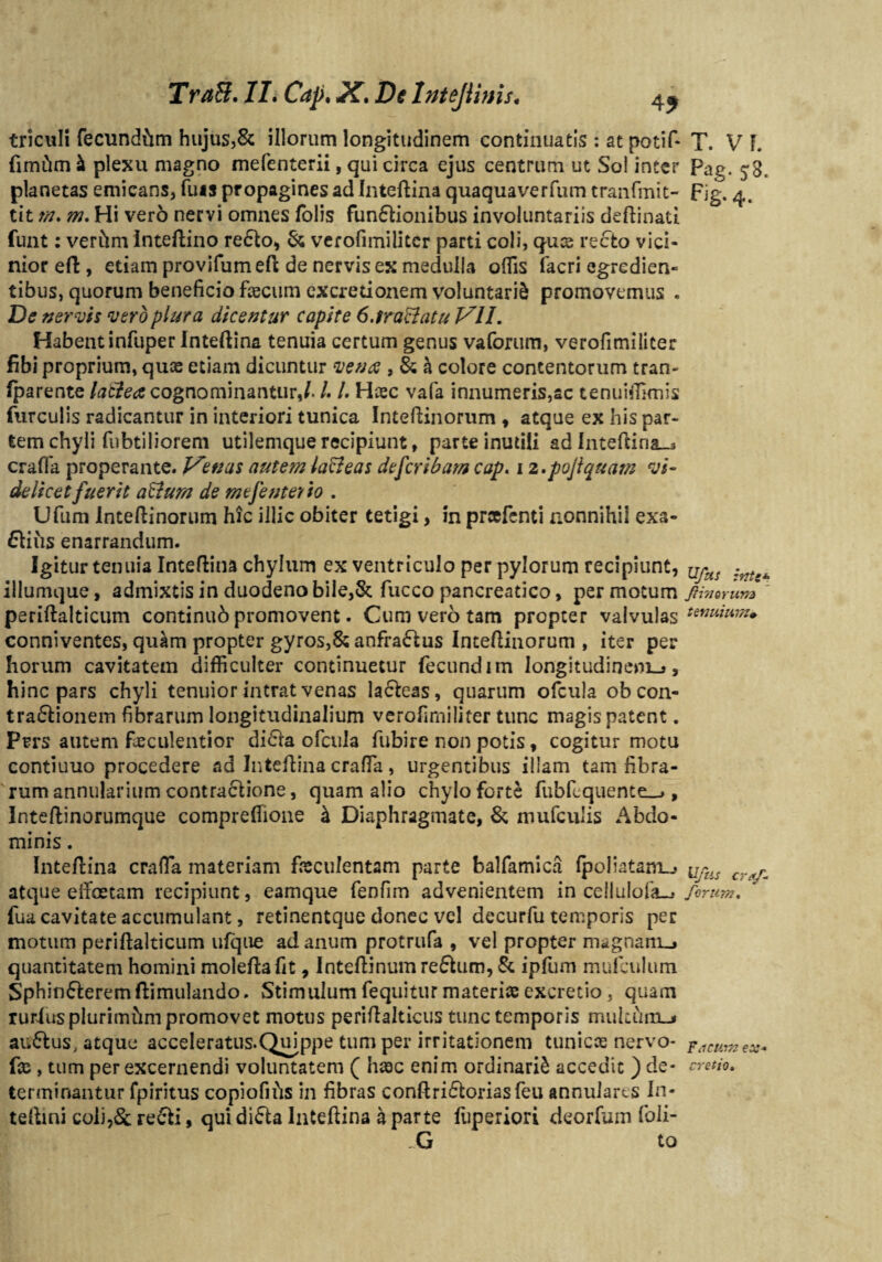 triculi fecundam hujus,& illorum longitudinem continuatis : at potif- fimftm £ plexu magno mefenterii, qui circa ejus centrum ut Sol inter planetas emicans, fuis propagines ad Inteftina quaquaverfum tranfmit- titm. m. Hi verb nervi omnes folis funCtionibus involuntariis deftinati funt: verftm Inteftino reCto, & verofimiliter parti coli, quce recto vici¬ nior eft , etiam provifum eft de nervis ex medulla offis facri egredien- tibus, quorum beneficio faecum excretionem voluntarii promovemus . De nervis vero plura dicentur capite 6.traffiatu VII. Habent infuper Inteftina tenuia certum genus vaforum, verofimiliter fibi proprium, quce etiam dicuntur vence , & h colore contentorum tran- fparente lati e a cognominantur,/. /. /. Hcec vafa innumeris,ac tenuiffimis furculis radicantur in interiori tunica Inteftinorum , atque ex his par¬ tem chyli fubtiliorem utilemquerecipiunt, parte inutili adlnteftina_j craffa properante. Venas autem lacteas defer ibam cap. i z.pojiquam vi¬ delicet fuerit aStum de mejente* io . Ufum Inteftinorum hic illic obiter tetigi> in prcefcnti nonnihil exa- ftiils enarrandum. Igitur tenuia Inteftina chylum ex ventriculo per pylorum recipiunt, iliumque, admixtis in duodeno bile, & fucco pancreatico, permotum periftalticum continub promovent. Cum vero tam propter valvulas conniventes, quam propter gyros,& anfra&us Inteftinorum , iter per horum cavitatem difficulter continuetur fecundi m longitudinem^», hinc pars chyli tenuior intrat venas laCteas, quarum ofcula ob con- traCtionem fibrarum longitudinalium verofimiliter tunc magis patent. Prrs autem faeculentior diCta ofcula fubire non potis, cogitur motu contiuuo procedere ad Inteftina craffa, urgentibus illam tam fibra¬ rum annularium contractione, quam alio chylo forte fubfequente_*, Inteftinorumque compreffione & Diaphragmate, & mufeuiis Abdo¬ minis . Intellina craffa materiam feculentam parte balfamica Ipoliatam.,, atque effoetam recipiunt, eamque fenfim advenientem in cellulofa-j fua cavitate accumulant, retinentque donec vel decurfu temporis per motum periftalticum ulque ad anum protrufa , vel propter magnanu» quantitatem homini moleftafit, Inteftinumre£Uim,& ipfum mufculum Sphincteremftimulando. Stimulum fequitur materiae excretio, quam rurlusplurimhm promovet motus periftalticus tunc temporis mukimi_j auCfcus, atque acceleratus.Quippe tum per irritationem tunicas nervo* fis, tum per excernendi voluntatem ( haec enim ordinarii accedit ) de¬ terminantur fpiritus copiofifis in fibras conftri&oriasfeu annularts In- teftini coli,& reCfci, qui diCta Inteftina a parte fuperiori deorfum foli- _.G to T. VF. Pag. j8. Fig. 4. ClfttS zYltt* fi in orum tenuium» Uftis craf- fonirn. Fncum ex* cretio.