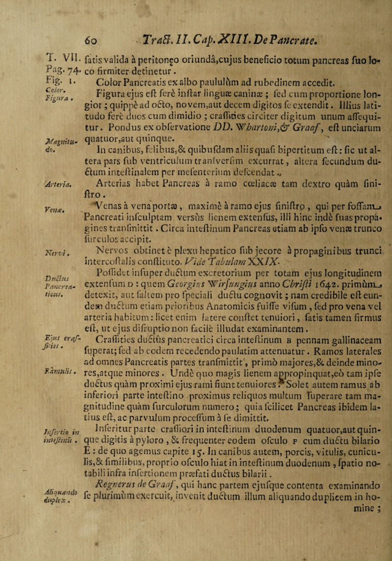 T. VII. Pag. 74. Pig. [. Color. Figura . Magnitu¬ do. Arteria. Vence. Nervi. Dncius Pancrea¬ ti sus. Ejus craf- fi:ies. Famulis. Jnfertio in intejlinu . Aliquando duplex. 60 - Tra&. II. Cap. XIII. DePancrate. fatis valida a peritoneo oriunda,cujus beneficio totum pancreas fuo lo¬ co firmiter detinetur. Coior Pancreatis ex albo paululam ad rubedinem accedit. Figura ejus ed fer& indar linguae caninae; fed cum proportione lon¬ gior ; quippe ad o£to, no vem,aut decem digitos fe extendit. Illius lati¬ tudo fere duos cum dimidio ; craflities circiter digitum unum aflequi- tur. Pondus ex obfervatione DD. 'WhaYtoni$> Graaf, ed unciarum quatuor,aut quinque. In canibus, fi:libiis3& quibufdam aliis quafi bipertitum ed: fic ut al¬ tera pars fub ventriculum tranlverfim excurrat, altera fecundum du- 6lum intedinalem per rnefenterium defeendat Arterias habet Pancreas a ramo cceiiacae tam dextro qu^m fini- dro. Venas a vena portas, maxime a ramo ejus finidrp , qui per fodam_j Pancreati infculptam vershs lienem extenfus, illi hinc inde fuaspropi* gines tranfmittit. Circa intedinum Pancreas etiam ab ipfo venae trunco fur culos accipit. Nervos obtinet e plexu hepatico fub jecore £ propaginibus trunci intereodalis condituto. JSide 'Tabulam NX/V Podidet infuper du6f um excretorium per totam ejus longitudinem extenfum d : quem Georgtus Wirfuvgtus anno Chrifti 1642. primhnij detexit, aut faltem pro fpeciali du61u cognovit; nam credibile ed eun¬ dem du&um etiam prioribus Anatomicis fuide vifum , fed pro vena vel arteria habitum: licet enim latere condet tenuiori, fatis tamen firmus ed, ut ejus difruptionon facile illudat examinantem . Craflities du6tiis pancreatici circa intedinum b pennam gallinaceam fuperat; fed ab eodem recedendo paulatim attenuatur. Ramos laterales ad omnes Pancreatis partes tranfmittit', primb majores,& deinde mino¬ res,atque minores . Unde quo magis lienem appropinquat,e6 tam ipfe ductus quam proximi ejus rami fiunt tenuiores .Solet autem ramus ab inferiori parte intedino proximus reliquos multum fuperare tam ma¬ gnitudine quam furculorum numero; quia icilicet Pancreas ibidem la¬ tius ed, ac parvulum proceflTum a fe dimittit, inferitor parte crafiiori in intedinum duodenum quatuor,aut quin¬ que digitis a pyloro , & frequenter eodem ofculo f cum du£hi bilario E : de quo agemus capite 15.111 canibus autem, porcis, vitulis, cunicu¬ lis,& fimilibus, proprio ofculo hiat in intedinum duodenum , fpatio no¬ tabili infra infertionem profati dufhis bilarii. Regu erus de Graaf, qui hanc partem ejufque contenta examinando fe plunnnim exercuit, jnven it dufrum illum aliquando duplicem in ho¬ mine ;