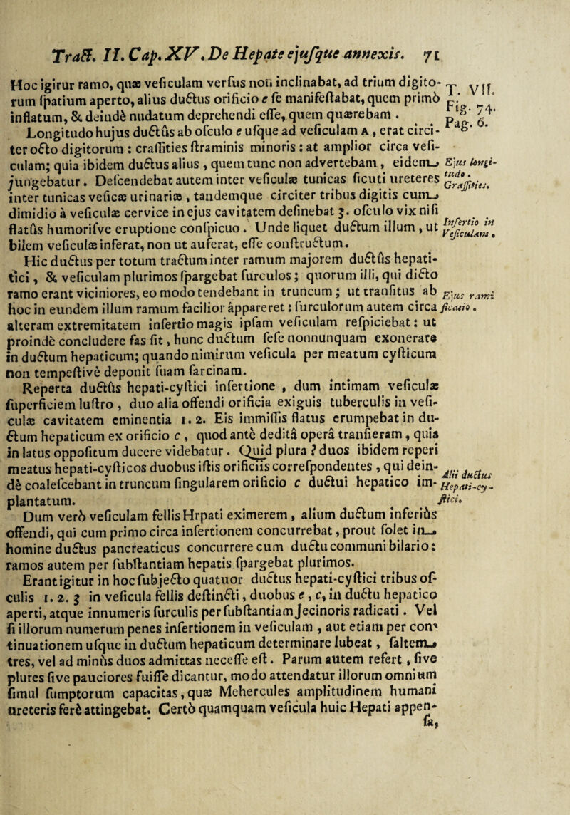 Hoc igirur ramo, quae veficulam verfus noii inclinabat, ad trium digito- y ^ rum fpatium aperto, alius duftus orificio e fe manifeflabat, quem primb * _ inflatum, & deinde nudatum deprehendi efle, quem quaerebam . ^ pii 6 Longitudo hujus duflus ab ofculo e ufque ad veficulam a , erat circi - ter ofto digitorum : craflities ftraminis minoris: at amplior circa vefi¬ culam; quia ibidem duftus alius , quem tunc non advertebam , eideni^» fijut /ab¬ jungebatur. Defcendebat autem inter veficulae tunicas ficuti ureteres inter tunicas veficae urinarias, tandemque circiter tribus digitis cum~> dimidio a veficulae cervice in ejus cavitatem definebat ofculo vixnifi flatus humorifve eruptione confpicuo. Unde liquet du&um illum , ut bilem veficulae inferat, non ut auferat, efle conftcuftunu Hic duffcus per totum tra&um inter ramum majorem duftus hepati- tici, & veficulam plurimos fpargebat furculos; quorum illi, qui difto ramo erant viciniores, eo modo tendebant in truncum; uttranfitus ab rami hoc in eundem illum ramum facilior appareret: furculorum autem circa famio. alteram extremitatem infertio magis ipfam veficulam refpiciebat: ut proinde concludere fas fit, hunc dufhim fefe nonnunquam exonerare in du&um hepaticum; quando nimirum veficula per meatum cyfticum non tempeftive deponit fuam farcinara. Reperta dufKis hepati-cyflici infertione , dum intimam veficulae fuperficiem luflro , duo alia offendi orificia exiguis tuberculis in vefi- cute cavitatem eminentia 1.2. Eis immiflis flatus erumpebat in du- 6lum hepaticum ex orificio c , quod ante deditE opera tranfieram, quia in latus oppofitum ducere videbatur. Quid plura ? duos ibidem reperi meatus hepati-cyfticos duobus iflis orificiis correfpondentes , qui dein- dScoalefcebant in truncum fingularem orificio c dufhii hepatico im* HepJi-cy- plantatum. t Dum verb veficulam fellisHrpati eximerem , alium du&um inferifls offendi, qui cum primo circa infertionem concurrebat, prout folet in—- homine duftus pancreaticus concurrere cum duflu communi bilario: ramos autem per fublfantiam hepatis fpargebat plurimos. Erant igitur in hoc fub jefto quatuor duftus hepati-cyftici tribus ofi culis 1. 2. $ in veficula fellis deftinfli, duobus e, c, in duffu hepatico aperti, atque innumeris furculis per fubflantiamjecinoris radicati. Vel fi illorum numerum penes infertionem in veficulam , aut etiam per con^ tinuationem ufque in duflum hepaticum determinare lubeat, faltentj tres, vel ad miniis duos admittas necefle efl. Parum autem refert» five plures five pauciores fuiflfe dicantur, modo attendatur illorum omnium fimul fumptorum capacitas, quae Mehereules amplitudinem humani «reteris feri attingebat. Certb quamquam veficula huic Hepati appen*