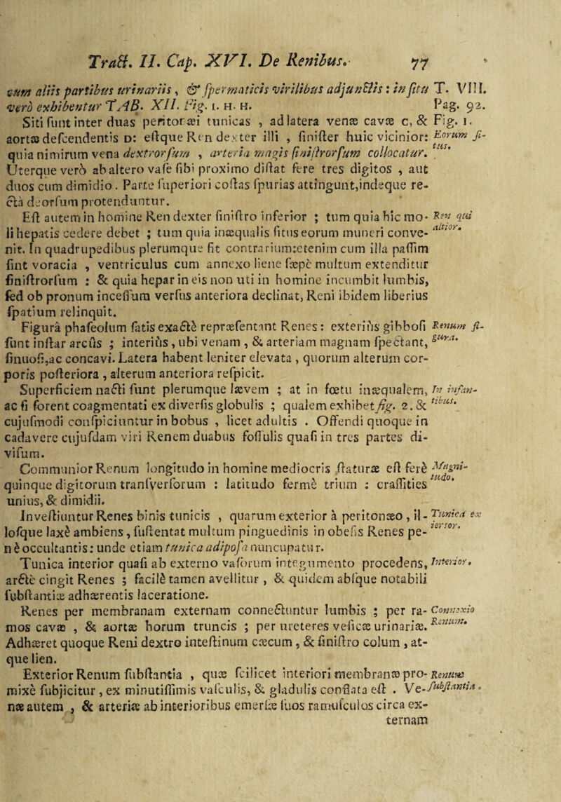 QUtn aliis partibus urinariis , & spermaticis ‘virilibus adjungis: infitu T. VIIL vero exhibentur T'AB. XII. fig. i. h. h. Fag. 92. Siti funt inter duas perstora?i tunicas , ad latera venae cavae c, & Fig. 1, aortae defcendentis d: edque Re n dexter illi , finider huic vicinior: fi- quia nimirum ven* dextrorfum , arteria magis finiihorfum collocatur. Uterque vero abaltero vafe fibi proximo didat fere tres digitos , aut duos cum dimidio. Parte iuperiori codas fpurias attingunt,indeque re- cla deorfum protenduntur. Ed autem in homine Ren dexter finiflro inferior ; tum quia hic mo- om ii hepatis cedere debet ; tum quia inaequalis (itus eorum muneri conve-iUtiJr* nit. In quadrupedibus plerumque fit contrariumsetenirn cum illa padim fint voracia , ventriculus cum annexo liene faepc multum extenditur fmiftrorfum : & quia hepar in eis non uti in homine incumbit lumbis, fed ob pronum incefiurn verfus anteriora declinat, Reni ibidem liberius fpatium relinquit. Figura phafeoltim fatis exa£l£ repraefentant Renes: exterius gibbofi £«»««* fi- funt indar arcus ; interius, ubi venam , & arteriam magnam fpefctant, gUya' (inuof:,ac concavi. Latera habent leniter elevata , quorum alterum cor¬ poris poderiora , alterum anteriora refpicit. Superficiem na£Vi funt plerumque Ixvem ; at in foetu inaequalem, tn infun¬ it fi forent coagmentati ex diverfis globulis ; qualem exhibet/^. 2. & ukau cujufmodi confpiciuntur in bobus , licet adultis . Offendi quoque in cadavere cujufdam viri Renem duabus foffulis quafiin tres partes di¬ vi fu m. Communior Renum longitudo in homine mediocris daturae ed fer£ quinque digitorum traniVerforum : latitudo ferme trium .* craffities unius, 8c dimidii. Invediuntur Renes binis tunicis , quarum exterior a peritonaeo , ij - fitinica ex lofque laxJ ambiens, fudentat multum pinguedinis in obelis Renes pe- n b occultantis: unde etiam tunica adipofa nuncupatu r. Tunica interior quafi ab externo vaforum integumento procedens, interior. ar6le cingit Renes ; facili tamen avellitur, & quidem abfque notabili fubdantix adhaerentis laceratione. Renes per membranam externam conne&untur lumbis \ per ra- Convexio mos cavas , & aortae horum truncis ; per ureteres veficas urinariae.Rsmi7* Adhaeret quoque Reni dextro intedinum ccecum, 8c finidro colum , at¬ que lien. Exterior Renum fubdantia , quae fcilicet interiori membranas pro- Renuta mixe fubjicitur , ex minutidimis vafculis, & gladulis conflata ed . nae autem , & arterks ab interioribus emerffs fuos ramulculos circa ex¬ ternam